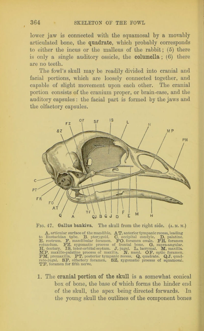 lower jaw is connected with the squamosal by a movably articulated bone, the quadrate, which probably corresponds to either the incus or the malleus of the rabbit; (5) there is only a single auditory ossicle, the columella ; (6) there are no teeth. The fowl’s skull may be readily divided into cranial and facial portions, which are loosely connected together, and capable of slight movement upon each other. The cranial portion consists of the cranium proper, or brain-case, and the auditory capsules : the facial part is formed by the jaws and the olfactory capsules. Fig. 47. Gallus bankiva. The skull from the right side. (a. m. m.) A, articular surface of the mandible. AT, anterior tympanic recess, leading to Eustachian tube. B. pterygoid. C. occipital condyle. D, palatine. E, rostrum. P, mandibular foramen. FO. foramen ovate. FE, foramen rotundum. FZ, zygomatic process of frontal bone. G-, supra-angular. H, dentary. IS, inter-orbital septum. J, jugal. L, lacrymal. M, maxilla. MP, maxillo-palatine process of maxilla. N, nasal. OF, optic foramen. PM. premaxilla. PT, posterior tympanic recess. Q,, quadrate. Q, J, quad- rato-jugal. SF, olfactory foramen. SZ, zygomatic process of squamosal. TF, foramen for fifth nerve. 1. The cranial portion of the skull is a somewhat conical box of bone, the base of which forms the hinder end of the skull, the apex being directed forwards. In the young skull the outlines of the component bones