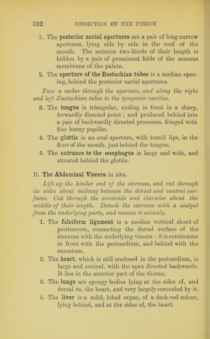 1. The posterior narial apertures are a pair of long narrow apertures, lying side by side in the roof of the mouth. The anterior two-tliirds of their length is hidden by a pair of prominent folds of the mucous membrane of the palate. 2. The aperture of the Eustachian tubes is a median open- ing, behind the posterior narial apertures. Pass a seeker through the aperture, and along the right and left Eustachian tubes to the tympanic cavities. 3. The tongue is triangular, ending in front in a sharp, forwardly directed point; and produced behind into a pair of backwardly directed processes, fringed with fine horny papillae. 4. The glottis is an oval aperture, with tumid lips, in the floor of the mouth, just behind the tongue. 5. The entrance to the oesophagus is large and wide, and situated behind the glottis. 13. The Abdominal Viscera in situ. Lift up the hinder end of the sternum, and cut through its sides about midway between the dorsal and ventral sur- faces. Cut through the coracoids and clavicles about the middle of their length. Detach the sternum with a scalpel from the underlying parts, and remove it entirely. 1. The falciform ligament is a median vertical sheet of peritoneum, connecting the dorsal surface of the sternum with the underlying viscera : it is continuous in front with the pericardium, and behind with the omentum. 2. The heart, which is still enclosed in the pericardium, is large and conical, with the apex directed backwards. It lies in the anterior part of the thorax. 3. The lungs are spongy bodies lying at the sides of, and dorsal to, the heart, and very largely concealed by it. 4. The liver is a solid, lobed organ, of a dark-red colour, lying behind, and at the sides of, the heart.