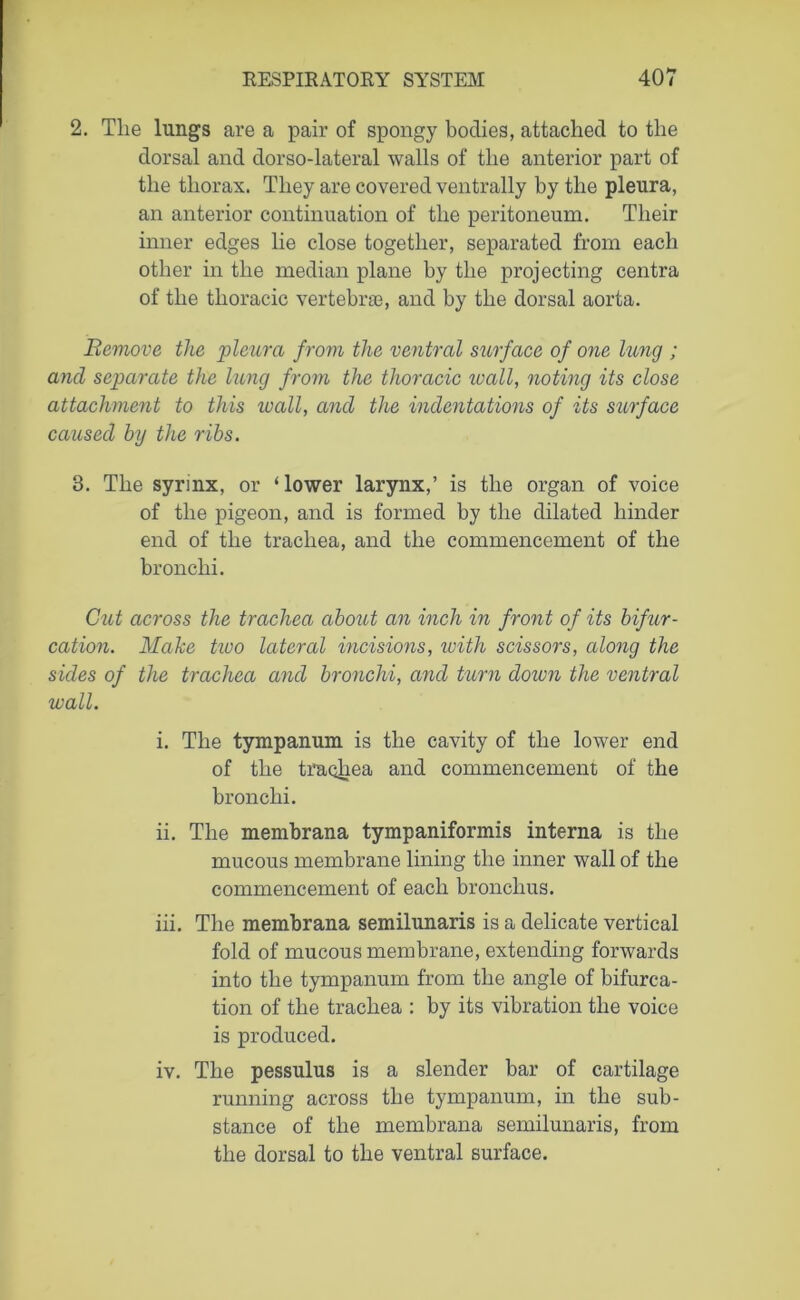 2. Tlie lungs are a pair of spongy bodies, attached to the dorsal and dorso-lateral walls of the anterior part of the thorax. They are covered ventrally by the pleura, an anterior continuation of the peritoneum. Their inner edges lie close together, separated from each other in the median plane by the projecting centra of the thoracic vertebrae, and by the dorsal aorta. Remove the pleura from the ventral surface of one lung ; and separate the lung from the thoracic to all, noting its close attachment to this wall, and the indentations of its surface caused by the ribs. 3. The syrinx, or ‘lower larynx,’ is the organ of voice of the pigeon, and is formed by the dilated hinder end of the trachea, and the commencement of the bronchi. Cut across the trachea about an inch in front of its bifur- cation. Make two lateral incisions, with scissors, along the sides of the trachea and bronchi, and turn dozen the ventral wall. i. The tympanum is the cavity of the lower end of the trachea and commencement of the bronchi. ii. The membrana tympaniformis interna is the mucous membrane lining the inner wall of the commencement of each bronchus. iii. The membrana semilunaris is a delicate vertical fold of mucous membrane, extending forwards into the tympanum from the angle of bifurca- tion of the trachea : by its vibration the voice is produced. iv. The pessulus is a slender bar of cartilage running across the tympanum, in the sub- stance of the membrana semilunaris, from the dorsal to the ventral surface.