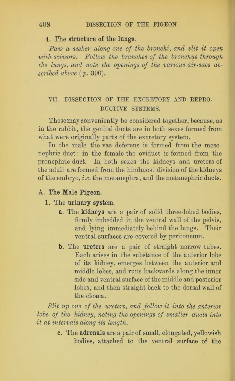 4. The structure of the lungs. Pass a seeker along one of the bronchi, and slit it open with scissors. Follow the branches of the bronchus through the lungs, and note the openings of the various air-sacs de- scribed above (p. 390). VII. DISSECTION OF THE EXCRETORY AND REPRO- DUCTIVE SYSTEMS. These may conveniently be considered together, because, as in the rabbit, the genital ducts are in both sexes formed from what were originally parts of the excretory system. In the male the vas deferens is formed from the meso- nephric duct: in the female the oviduct is formed from the pronephric duct. In both sexes the kidneys and ureters of the adult are formed from the hindmost division of the kidneys of the embryo, i.e. the metanephra, and the metanephric ducts. A. The Male Pigeon. 1. The urinary system. a. The kidneys are a pair of solid tliree-lobed bodies, firmly imbedded in the ventral wall of the pelvis, and lying immediately behind the lungs. Their ventral surfaces are covered by peritoneum. b. The ureters are a pair of straight narrow tubes. Each arises in the substance of the anterior lobe of its kidney, emerges between the anterior and middle lobes, and runs backwards along the inner side and ventral surface of the middle and posterior lobes, and then straight back to the dorsal wall of the cloaca. Slit up one of the ureters, and follow it into the anterior lobe of the kidney, noting the openings of smaller ducts into it at intervals along its length. c. The adrenals are a pair of small, elongated, yellowish bodies, attached to the ventral surface of the