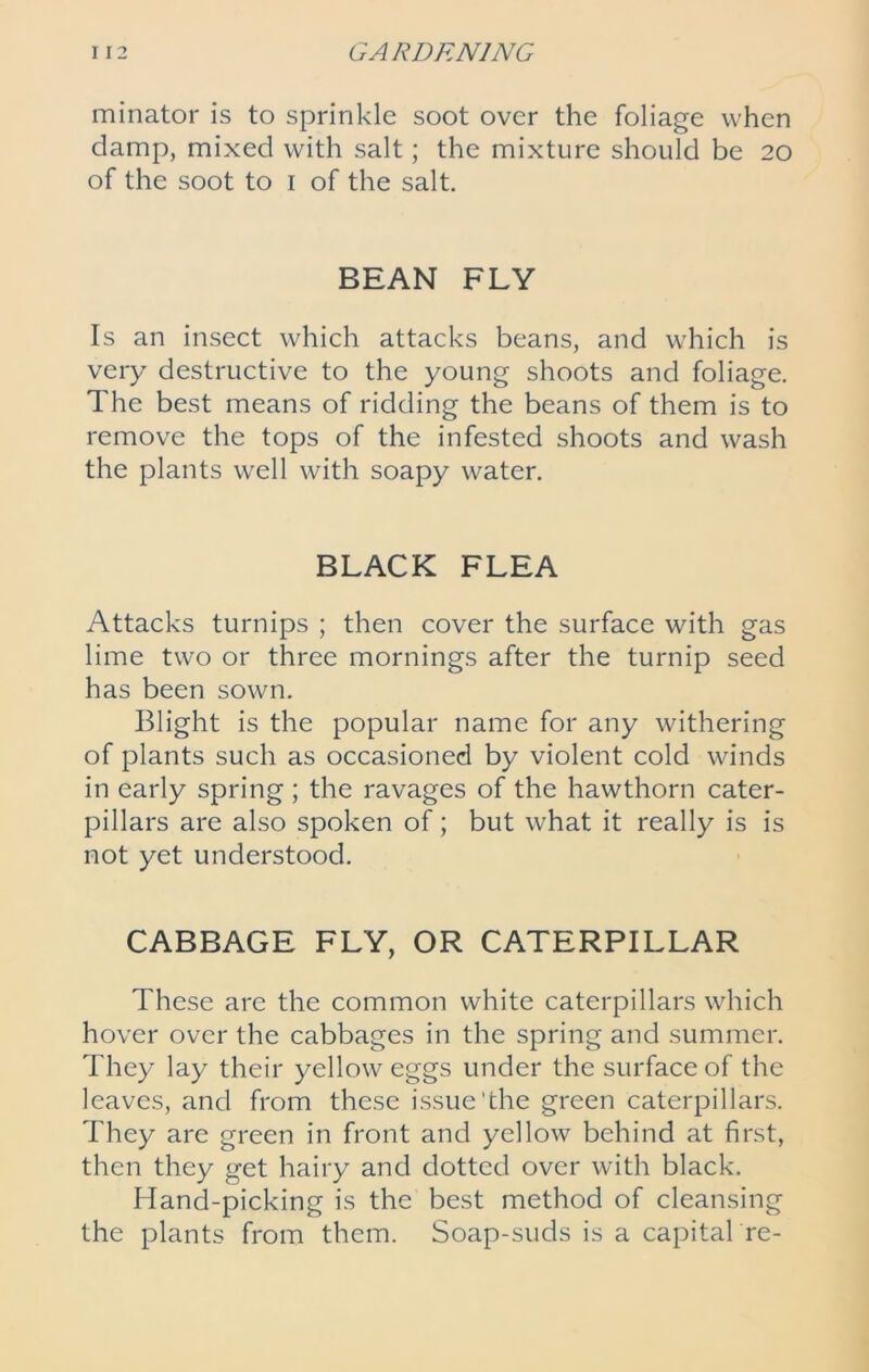 minator is to sprinkle soot over the foliage when damp, mixed with salt; the mixture should be 20 of the soot to 1 of the salt. BEAN FLY Is an insect which attacks beans, and which is very destructive to the young shoots and foliage. The best means of ridding the beans of them is to remove the tops of the infested shoots and wash the plants well with soapy water. BLACK FLEA Attacks turnips ; then cover the surface with gas lime two or three mornings after the turnip seed has been sown. Blight is the popular name for any withering of plants such as occasioned by violent cold winds in early spring ; the ravages of the hawthorn cater- pillars are also spoken of; but what it really is is not yet understood. CABBAGE FLY, OR CATERPILLAR These are the common white caterpillars which hover over the cabbages in the spring and summer. They lay their yellow eggs under the surface of the leaves, and from these issue’the green caterpillars. They are green in front and yellow behind at first, then they get hairy and dotted over with black. Hand-picking is the best method of cleansing the plants from them. Soap-suds is a capital re-