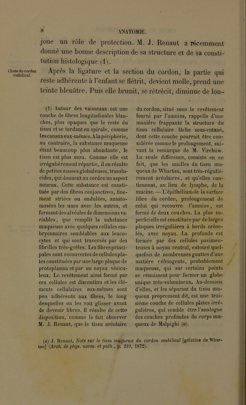 Clnilc du cordon ombilical. N ANATOMIE. joue un rôle de protection. M. J. Renaut a récemment donné une bonne description de sa structure et de sa consti- tution histologique (1). Ap rès la ligature et la section du cordon, la partie qui reste adhérente à l’enfant se flétrit, devient molle, prend une teinte bleuâtre. Puis elle brunit, se rétrécit, diminue de Ion- (1) Autour des vaisseaux est une couche de fibres longitudinales blan- ches, plus opaques que le reste du tissu et se tordant en spirale, comme les canaux eux-mêmes. Ala périphérie, au contraire, la substance muqueuse étant beaucoup plus abondante, le tissu est plus mou. Comme elle est irrégulièrement répartie, il en résulte de petites masses globuleuses, translu- cides, qui donnent au cordon un aspect noueux. Cette substance est consti- tuée par des fibres conjonctives, fine- ment striées ou ondulées, anasto- mosées les unes avec les autres, et formant des alvéoles de dimensions va- riables, que remplit la substance muqueuse avec quelques cellules em- bryonnaires semblables aux leuco- cytes et qui sont traversés par des fibrilles très-grêles. Les fibresprinci- pales sont recouvertes de cellules pla- tes constituées par une large plaque de protoplasma et par un noyau vésicu- leux. Le revêtement ainsi formé par ces cellules est discontinu et les élé- ments cellulaires eux-mêmes sont peu adhérents aux fibres, le long desquelles on les voit glisser avant de devenir libres. Il résulte de cette- disposition, comme le fait observer M. J. Renaut, que le tissu aréolaire du cordon, situé sous le revêtement fourni par l’amnios, rappelle d’une manière frappante la structure du tissu cellulaire lâche sous-cutané, dont cette couche pourrait être con- sidérée comme le prolongement, sui- vant la remarque de M. Virchow. La seule différence, consiste en ce fait, que les mailles du tissu mu- queux de Wharton, sont très-réguliè- rement aréolaires, et qu’elles con- tiennent, au lieu de lymphe, de la mucine.— L’épithéliumde la surface libre du cordon, prolongement de celui qui recouvre l’amnios, est formé de deux couches. La plus su- perficielle est constituée par de larges- plaques irrégulières à bords créne- lés, avec noyau. La profonde est formée par des cellules pavimen- teuses à noyau central, entouré quel- quefois de nombreuses gouttes d’une matière réfringente, probablement muqueuse, qui sur certains points se réunissent pour former uu globe unique très-volumineux. Au-dessous d’elles, et les séparant du tissu mu- queux proprement dit, est une troi- sième couche de cellules plates irré- gulières, qui semble être l’analogue des couches profondes du corps mu- queux de Malpighi (a). (a) J. Renaut, Note sur le tissu muqueux du cordon ombilical [gélatine de Whar- ton] (Arch. de pliys. norm. et patli., p. 1219, 1872).