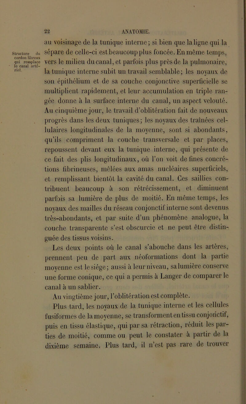 ri U. au voisinage de la tunique interne; si bien que la ligne qui la structure du sépare de celle-ci est beaucoup plus foncée. En môme temps, cordon iibroux . ... . _ . .11 qui^ remplace vers le milieu du canal, et pari ois plus près de la pulmonaire, la tunique interne subit un travail semblable; les noyaux de son épithélium et de sa couche conjonctive superficielle se multiplient rapidement, et leur accumulation en triple ran- gée donne à la surface interne du canal, un aspect velouté. Au cinquième jour, le travail d’oblitération fait de nouveaux progrès dans les deux tuniques; les noyaux des traînées cel- lulaires longitudinales de la moyenne, sont si abondants, qu’ils compriment la couche transversale et par places, repoussent devant eux la tunique interne, qui présente de ce fait des plis longitudinaux, où l’on voit de fines concré- tions fibrineuses, mêlées aux amas nucléaires superficiels, et remplissant bientôt la cavité du canal. Ces saillies con- tribuent beaucoup à son rétrécissement, et diminuent parfois sa lumière de plus de moitié. En même temps, les noyaux des mailles du réseau conjonctif interne sont devenus très-abondants, et par suite d’un phénomène analogue, la couche transparente s’est obscurcie et ne peut être distin- guée des tissus voisins. Les deux points où le canal s’abouche dans les artères, prennent peu de part aux néoformations dont la partie moyenne est le siège; aussi à leur niveau, sa lumière conserve une forme conique, ce qui a permis à Langer de comparer le canal à un sablier. Au vingtième jour, l’oblitération est complète. Plus tard, les noyaux de la tunique interne et les cellules fusiformes de la moyenne, se transforment en tissu conjonctif, puis en tissu élastique, qui par sa rétraction, réduit les par- ties de moitié, comme ou peut le constater à partir de la dixième semaine. Plus tard, il n’est pas rare de trouver