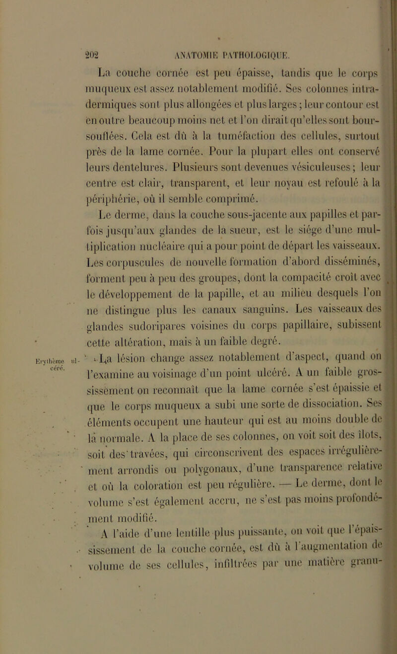 La couche cornée est peu épaisse, tandis que le corps muqueux est assez notablement modifié. Ses colonnes intra- dermiques sont plus allongées et plus larges ; leur contour est . en outre beaucoup moins net et l’on dirait qu’elles sont bour- souflées. Cela est dû à la tuméfaction des cellules, surtout près de la lame cornée. Pour la plupart elles ont conservé leurs dentelures. Plusieurs sont devenues vésiculeuses ; leur centre est clair, transparent, et leur noyau est refoulé à la périphérie, où il semble comprimé. Le derme, dans la couche sous-jacente aux papilles et par- fois jusqu’aux glandes de la sueur, est le siège d’une mul- tiplication nucléaire qui a pour point de départ les vaisseaux. Les corpuscules de nouvelle formation d’abord disséminés, forment peu à peu des groupes, dont la compacité croit avec ■ ■ le développement de la papille, et au milieu desquels l’on ne distingue plus les canaux sanguins. Les vaisseaux des | glandes sudoripares voisines du corps papillaire, subissent cette altération, mais à un faible degré. ; I^a lésion change assez notablement d’aspect, quand on l’examine au voisinage d’un point ulcéré. A un faible gros- sissement on reconnaît que la lame cornée s’est épaissie et que le corps muqueux a subi une sorte de dissociation. Ses éléments occupent une hauteur qui est au moins double de là normale. A la place de ses colonnes, on voit soit des ilôts, soit des'travées, qui circonscrivent des espaces irrégulière- ment arrondis ou polygonaux, d’une transparence relative et où la coloration est peu régulière. — Le derme, dont le volume s’est également accru, ne s’est pas moins profondé- ment modifié. A l’aide d’une lentille plus puissante, on voit que 1 épais- sissement de la couche cornée, est dû a 1 augmentation de volume de ses cellules, infiltrées par une matière gianu-