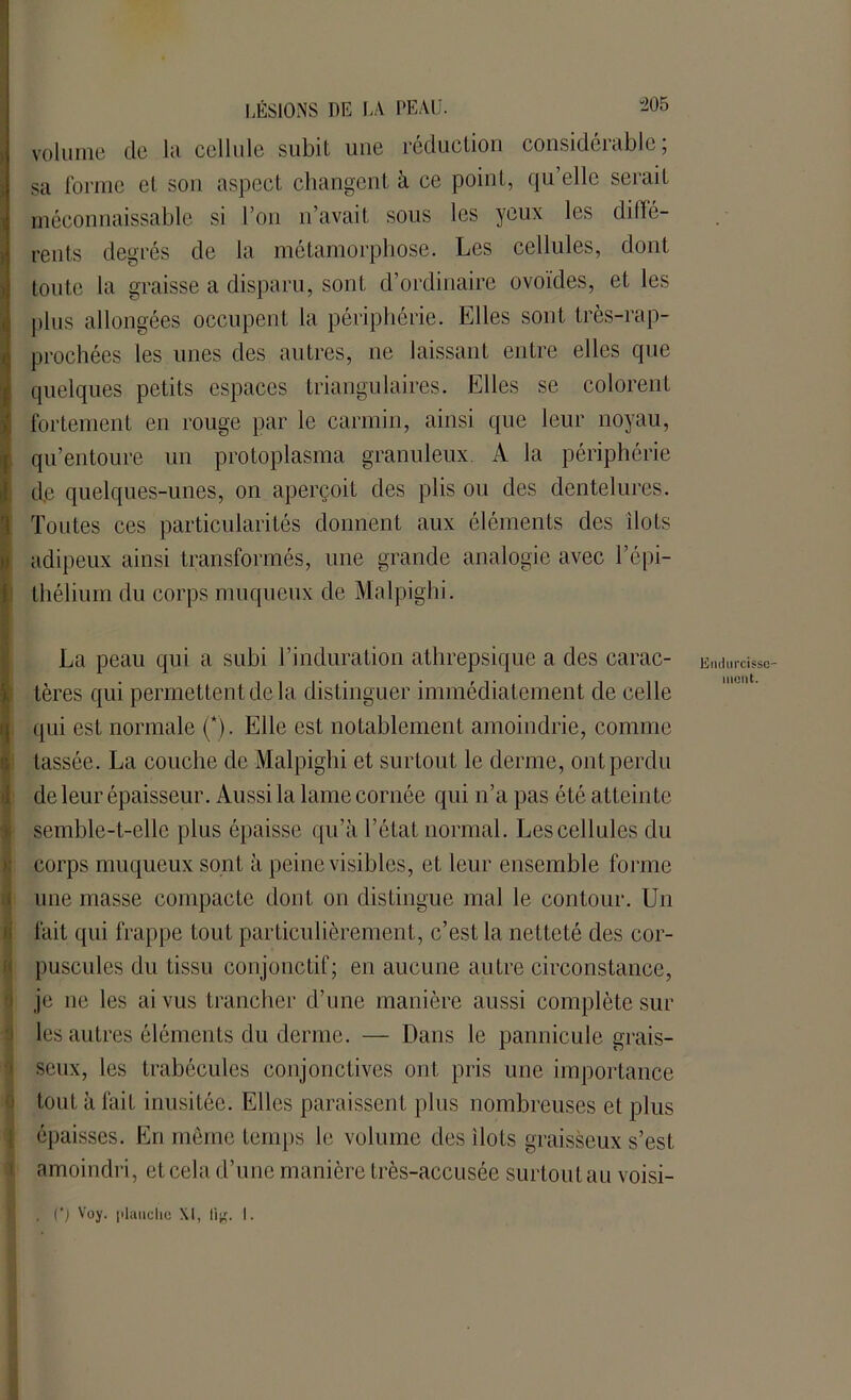-205 volume de la cellule subit une réduction considérable; sa forme et son aspect changent à ce point, qu’elle serait I méconnaissable si l’on n’avait sous les yeux les diffé- rents degrés de la métamorphose. Les cellules, dont toute la graisse a disparu, sont d’ordinaire ovoïdes, et les plus allongées occupent la périphérie. Elles sont très-rap- prochées les unes des autres, ne laissant entre elles que quelques petits espaces triangulaires. Elles se colorent fortement en rouge par le carmin, ainsi que leur noyau, (qu’entoure un protoplasma granuleux. A la périphérie de quelques-unes, on aperçoit des plis ou des dentelures. Toutes ces particularités donnent aux éléments des Ilots adipeux ainsi transformés, une grande analogie avec l’épi- thélium du corps muqueux de Malpighi. | La peau qui a subi l’induration athrepsique a des carac- tères qui permettent de la distinguer immédiatement de celle Îqui est normale (*). Elle est notablement amoindrie, comme tassée. La couche de Malpighi et surtout le derme, ont perdu de leur épaisseur. Aussi la lame cornée qui n’a pas été atteinte semble-t-elle plus épaisse qu’à l’état normal. Les cellules du corps muqueux sont à peine visibles, et leur ensemble forme une masse compacte dont on distingue mal le contour. Un fait qui frappe tout particulièrement, c’est la netteté des cor- puscules du tissu conjonctif; en aucune autre circonstance, je ne les ai vus trancher d’une manière aussi complète sur les autres éléments du derme. — Dans le pannicule grais- seux, les trabécules conjonctives ont pris une importance tout à fait inusitée. Elles paraissent plus nombreuses et plus épaisses. En même temps le volume des îlots graisseux s’est amoindri, et cela d’une manière très-accusée surtout au voisi- Endurcissc- mciit. . O Voï- l'iauclic XI, li^. I.
