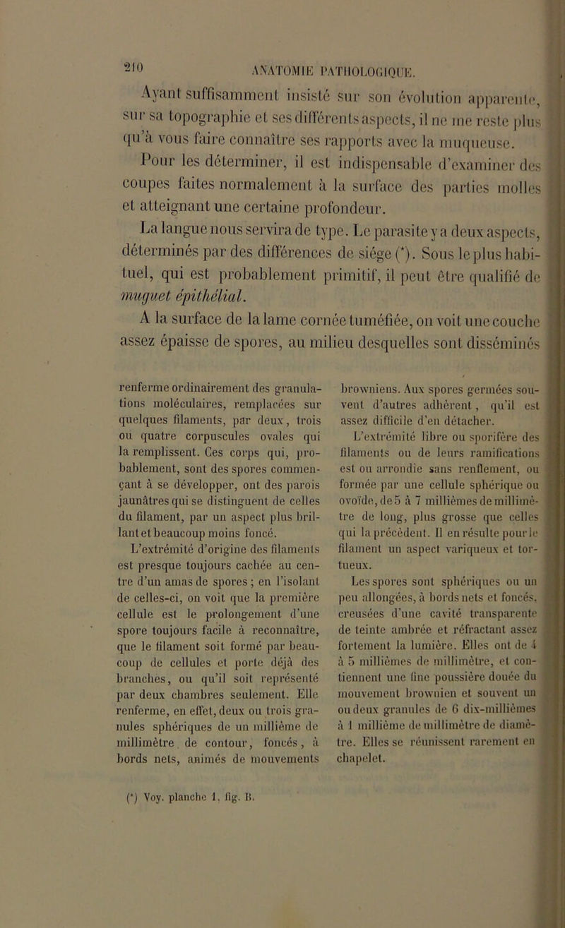 Ayant suffisamment insisté sur son évolution apparente, sur sa topographie et ses différents aspects, il ne me reste plus 1 <pi a vous faire connaître ses rapports avec la muqueuse. Pour les déterminer, il est indispensable d’examiner des 1 coupes faites normalement à la surface des parties molles 1 et atteignant une certaine profondeur. La langue nous servira de type. Le parasite y a deux aspects, ] déterminés par des différences de siège (*). Sous le plus habi- tuel, qui est probablement primitif, il peut être qualifié de ] muguet épithélial. A la surface de la lame cornée tuméfiée, on voit une couche 1 assez épaisse de spores, au milieu desquelles sont disséminés ] renferme ordinairement des granula- tions moléculaires, remplacées sur quelques filaments, par deux, trois ou quatre corpuscules ovales qui la remplissent. Ces corps qui, pro- bablement, sont des spores commen- çant à se développer, ont des parois jaunâtres qui se distinguent de celles du filament, par un aspect plus bril- lant et beaucoup moins foncé. L’extrémité d’origine des filaments est presque toujours cachée au cen- tre d’un amas de spores ; en l’isolant de celles-ci, on voit que la première cellule est le prolongement d’une spore toujours facile à reconnaître, que le filament soit formé par beau- coup de cellules et porte déjà des branches, ou qu’il soit représenté par deux chambres seulement. Elle renferme, en effet, deux ou trois gra- nules sphériques de un millième de millimètre de contour, foncés, à bords nets, animés de mouvements browniens. Aux spores germées sou- vent d’autres adhèrent, qu’il est assez difficile d’en détacher. L’extrémité libre ou sporifère des filaments ou de leurs ramifications est ou arrondie sans renflement, ou formée par une cellule sphérique ou ovoïde, de5 à 7 millièmes de millimè- tre de long, plus grosse que celles qui la précèdent. Il en résulte pour le filament un aspect variqueux et tor- tueux. Les spores sont sphériques ou un peu allongées, à bords nets et foncés, creusées d’une cavité transparente de teinte ambrée et réfractant assez fortement la lumière. Elles ont de 1 à 5 millièmes de millimètre, et con- tiennent une line poussière douée du mouvement brownien et souvent un ou deux granulés de 6 dix-millièmes à 1 millième de millimètre de diamè- tre. Elles se réunissent rarement en chapelet.