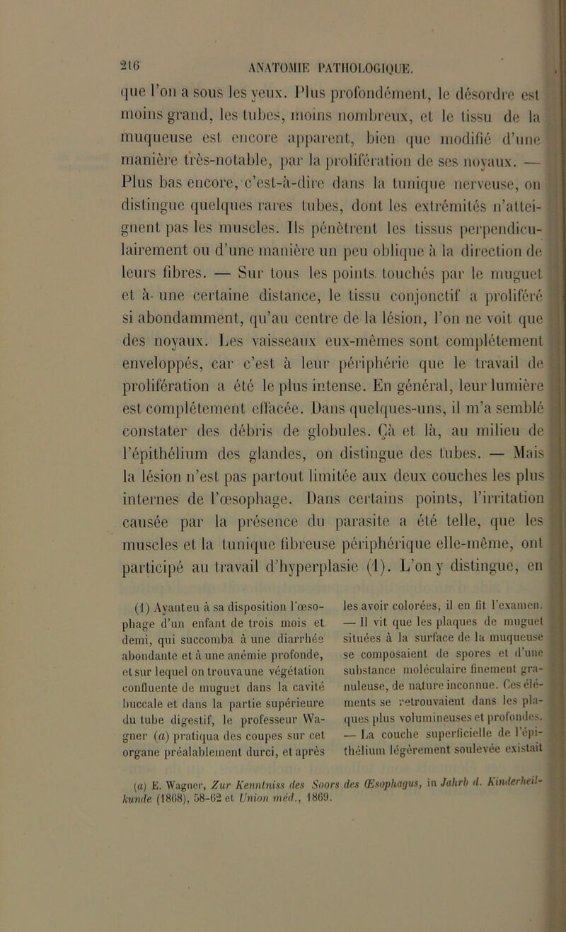 que l’on a sous les yeux. Plus profondément, le désordre est moins grand, les tubes, moins nombreux, et le tissu de la muqueuse est encore apparent, bien que modifié d’une manière très-notable, par la prolifération de ses noyaux. — Plus bas encore, c’est-à-dire dans la tunique nerveuse, on distingue quelques rares tubes, dont les extrémités n’attei- gnent pas les muscles. Ils pénètrent les tissus perpendicu- lairement ou d’une manière un peu oblique à la direction de leurs fibres. — Sur tous les points touchés par le muguet et à- une certaine distance, le tissu conjonctif a proliféré si abondamment, qu’au centre de la lésion, l’on ne voit que des noyaux. Les vaisseaux eux-mêmes sont complètement enveloppés, car c’est à leur périphérie que le travail de prolifération a été le plus intense. En général, leur lumière est complètement effacée. Dans quelques-uns, il m’a semblé constater des débris de globules. Çh et là, au milieu de I l’épithélium des glandes, on distingue des tubes. — Mais I la lésion n’est pas partout limitée aux deux couches les plus I internes de l’œsophage. Dans certains points, l’irritation causée par la présence du parasite a été telle, que les 1 muscles et la tunique fibreuse périphérique elle-même, ont participé au travail d’hyperplasie (1). L’on y distingue, en (1) Ayant eu à sa disposition l'œso- phage d’un enfant de trois mois et demi, qui succomba à une diarrhée abondante et à une anémie profonde, et sur lequel on trouva une végétation confluente de muguet dans la cavité buccale et dans la partie supérieure du tube digestif, le professeur Wa- gner (a) pratiqua des coupes sur cet organe préalablement durci, et après les avoir colorées, il en fit l’examen. — Il vit que les plaques de muguet situées à la surface de la muqueuse se composaient de spores et d’une substance moléculaire finement gra- nuleuse, de nature inconnue. Les élé- ments se retrouvaient dans les pla- ques plus volumineuses et profondes. — La couche superficielle de l’épi- thélium légèrement soulevée existait pi) E. Wagner, Zur Kenntniss îles Snors des (Esophagus, in Jahrh d. Kinderheil- kunde (1808), 58-0- et Union méd., 1809.