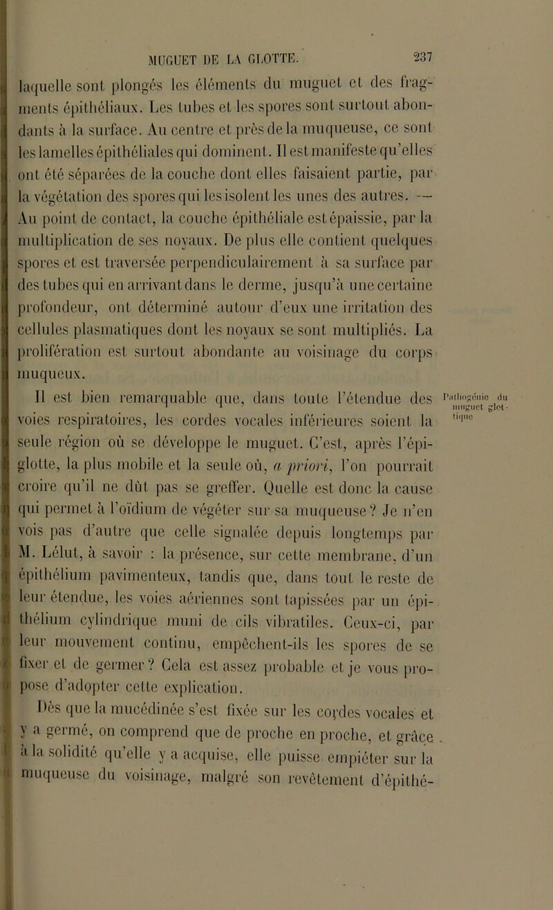 laquelle sont, plongés les éléments du muguet et des frag- ments épithéliaux. Les tubes et les spores sont surtout abon- dants à la surface. Au centre et près de la muqueuse, ce sont les lamelles épithéliales qui dominent. Il est manifeste qu’elles ont été séparées de la couche dont elles faisaient partie, par la végétation des spores qui les isolen t les unes des autres. — Au point de contact, la couche épithéliale est épaissie, par la multiplication de ses noyaux. De plus elle contient quelques spores et est traversée perpendiculairement à sa surface par des tubes qui en arrivant dans le derme, jusqu’à une certaine profondeur, ont déterminé autour d’eux une irritation des cellules plasmatiques dont les noyaux se sont multipliés. La prolifération est surtout abondante au voisinage du corps muqueux. Il est bien remarquable que, dans toute l’étendue des ri'|linsd|'ie ,<*« 1 1 ' muguet glol- voies respiratoires, les cordes vocales inférieures soient la Mc seule région où se développe le muguet. C’est, après l’épi- glotte, la plus mobile et la seule où, a priori, l’on pourrait croire qu’il ne dût pas se greffier. Quelle est donc la cause qui permet à l’oïdium de végéter sur sa muqueuse? Je n’en vois pas d’autre que celle signalée depuis longtemps par !M. Lélut, à savoir : la présence, sur cette membrane, d’un épithélium pavimenteux, tandis que, dans tout le reste de ■ . 1 leur étendue, les voies aériennes sont tapissées par un épi- I théliurn cylindrique muni de cils vibratiles. Ceux-ci, par j leur mouvement continu, empêchent-ils les spores de se fixer et de germer ? Cela est assez probable et je vous pro- 1 pose d’adopter cette explication. Dès que la mucédinée s’est fixée sur les coydes vocales et ; y a germé, on comprend que de proche en proche, et grâce à la solidité qu’elle y a acquise, elle puisse empiéter sur la muqueuse du voisinage, malgré son revêtement d’épithé-