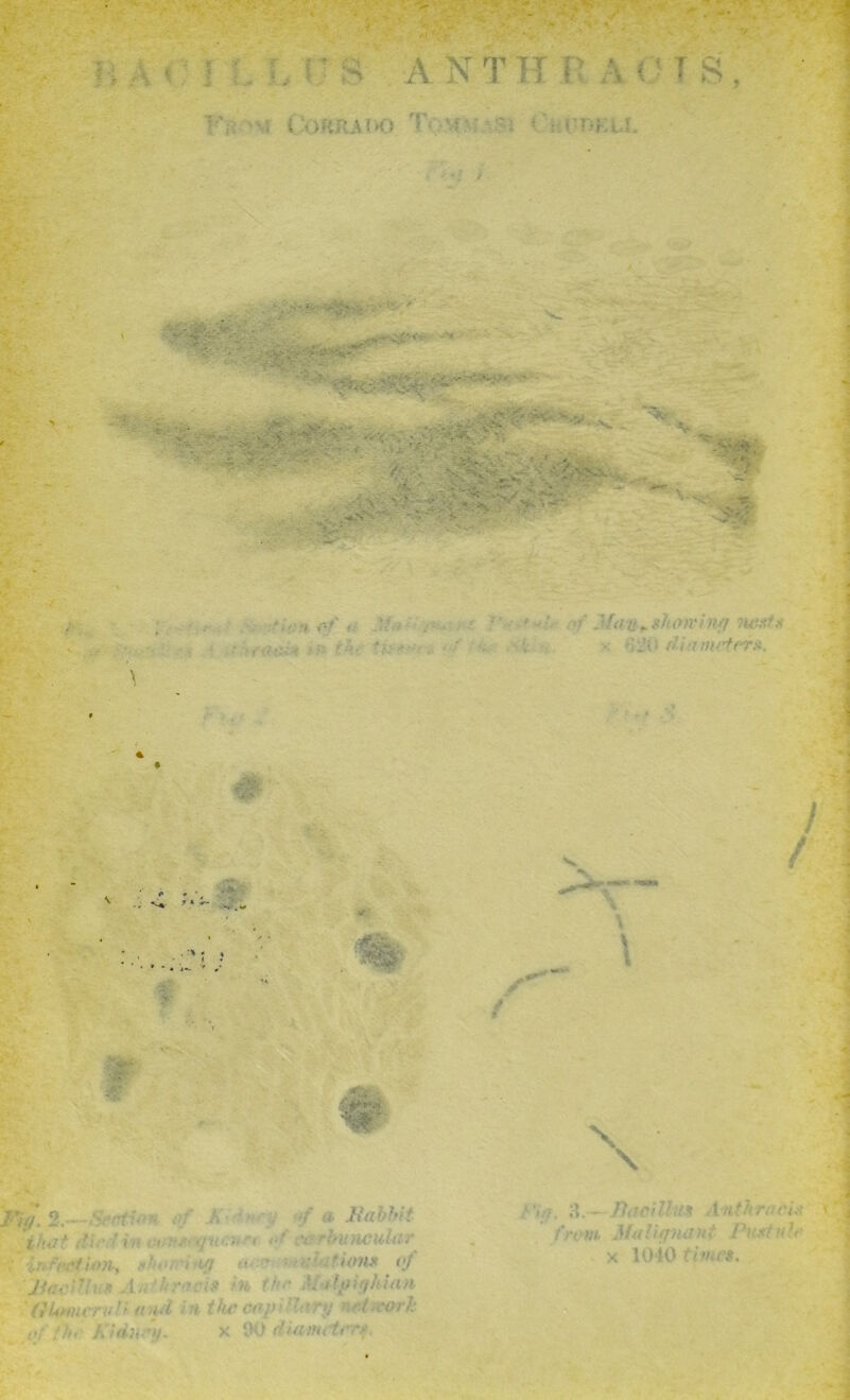 ? .-.I' - '■ K. , . . ■i''■• T W i-tT ' 1 ■< ' i T Cl , . ;?•//.7 - ;,s.x ^ - / .;, '^rr.'^. ■ * * fc. i / S I ' ' ' ■ Jiahhii. ■ I mm i'J ■>■■■ -‘V *' - ’: n( .cOr'*‘ ■ ■ y/, 7- a. ,>v Hirril’ m Ant^>r.:-t'iy. •- Miiii.j'/hni,' ri-sl'A. ^ X 1010'A'<r#. ' 1 I