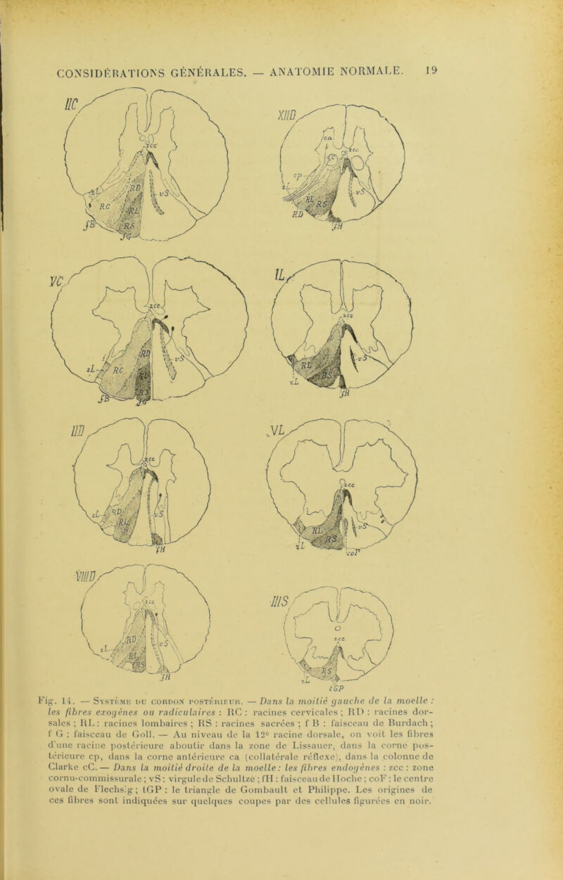Fig. 1 i. — Systkmk du connoN l’OSTriuF.uii. — Dans la moitié gauche de la moelle : les fibres exogènes ou radiculaires : RC : racines cervicales; Rl> : racines dor- sales ; RL : racines lombaires ; RS : racines sacrées ; f R : l'aisceau de Rurdach ; 1' (^1 : l'aisceau de Goll. — Au niveau de la 12® racine dorsale, on voit les fibres d’une racine jioslérieure aboutir dans la zone de Lissauer, dans la corne pos- térieure cp, dans la corne antérieure ca (collatérale réflexe), dans la colonne de Clarke cC.— Dans la moitié droite de la moelle: les fibres endogènes : zee : zone cornu-commissurale ; vS ; virgule de Schultze ; fll : faisceau de Iloclie ; coF ; le centre ovale de Flechsig ; tGP : le triangle de Gombault et Philippe. Les origines de ces fibres sont indiquées sur quelques coupes par des cellules figurées en noir.