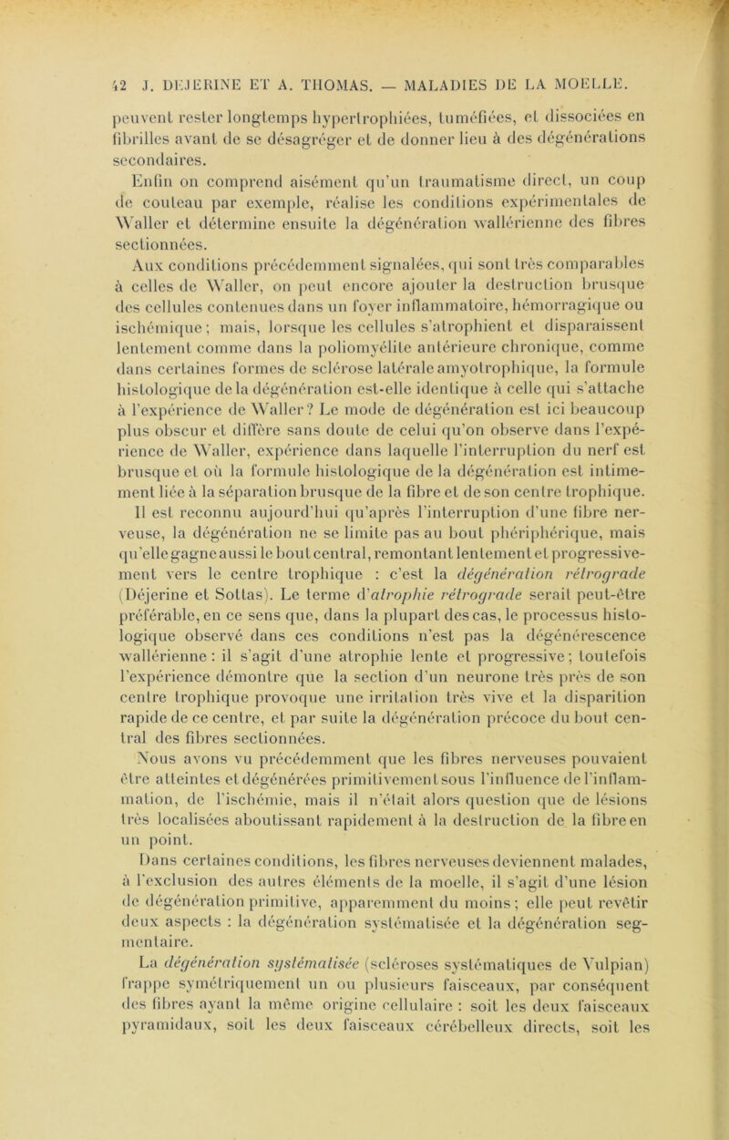 peuvent rester longtemps hyperlropliiées, tuméfiées, et dissociées en fibrilles avant de se désagréger et de donner lieu à des dégénérations secondaires. Enfin on comprend aisément qu’un traumatisme direct, un coup de couteau par exemple, réalise les conditions expérimentales de \\*aller et détermine ensuite la dégénération wallérienne des fdires sectionnées. Aux conditions précédemment signalées, qui sont très comparables à celles de Waller, on peut encore ajouter la destruction brusipje des cellules contenues dans un foyer inflammatoire, hémorragique ou ischémique; mais, lorsque les cellules s’atrophient et disparaissent lentement comme dans la poliomyélite antérieure chroni([ue, comme dans certaines formes de sclérose latérale amyotrophique, la formule histologique delà dégénération est-elle identique à celle qui s’attache à l’expérience de Waller? Le mode de dégénération est ici beaucoup plus obscur et dilTère sans doute de celui qu’on observe dans l’expé- rience de Waller, expérience dans laquelle l’interruption du nerf est brusque et où la formule histologique de la dégénération est intime- ment liée à la séparation brusque de la fibre et de son centre trophique. Il est reconnu aujourd’hui qu’après l’interruption d’une fibre ner- veuse, la dégénération ne se limite pas au bout phériphérique, mais qu’elle gagne aussi le bout central, remontant lentement et progressive- ment vers le centre trophique : c’est la dégénération rétrograde (Déjerine et Sottas). Le terme d'atrophie rétrograde serait peut-être préférable, en ce sens que, dans la plupart des cas, le processus histo- logique observé dans ces conditions n’est pas la dégénérescence wallérienne : il s’agit d’une atrophie lente et progressive; toutefois l’expérience démontre que la section d’un neurone très près de son centre trophique provoque une irritation très vive et la disparition rapide de ce centre, et par suite la dégénération précoce du bout cen- tral des fibres sectionnées. Nous avons vu précédemment que les fibres nerveuses pouvaient être atteintes etdégénérées primitivementsous l’inlluence de l’inflam- mation, de l’ischémie, mais il n’était alors question que de lésions très localisées aboutissant rapidement à la destruction de la fibre en un point. Dans certaines conditions, les fibres nerveuses deviennent malades, à l'exclusion des autres éléments de la moelle, il s’agit d’une lésion de dégénération primitive, apparemment du moins; elle peut revêtir deux aspects : la dégénération systématisée et la dégénération seg- mentaire. La dégénération sgstématisée (scléroses systématiques de Vulpian) Irajipe symélriquement un ou plusieurs faisceaux, par conséquent des fibres ayant la même origine cellulaire : soit les deux faisceaux pyramidaux, soit les deux faisceaux cérébelleux directs, soit les