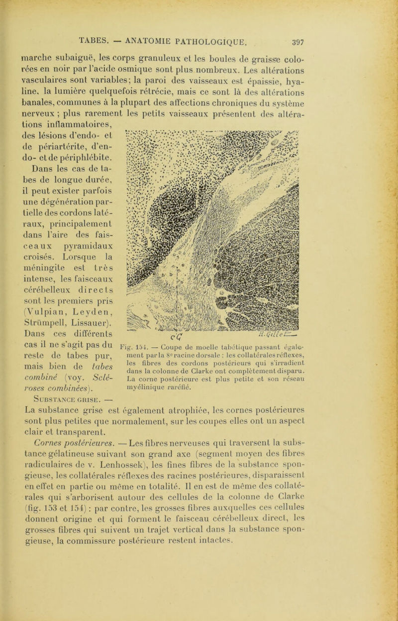 marche subaigiië, les corps granuleux et les boules de graiss-e colo- rées en noir par l’acide osmique sont plus nombreux. Les altérations vasculaires sont variables; la paroi des vaisseaux est épaissie, hya- line, la lumière quelquefois rétrécie, mais ce sont là des altérations banales, communes à la plupart des affections chroniques du système nerveux ; plus rarement les petits vaisseaux présentent des altéra- tions inflammatoires, des lésions d’endo- et de périartérite, d’en- do- et de périphlébite. Dans les cas de ta- bes de longue durée, il peut exister parfois une dégénération par- tielle des cordons laté- raux, principalement dans l’aire des fais- ceaux pyramidaux croisés. Lorsque la méningite est très intense, les faisceaux cérébelleux directs sont les premiers pris (Vulpian, Leyden, Strümpell, Lissauer). Dans ces différents cas il ne s agit pas du — Coupe de moelle tabétique passant égale-- reste de tabes pur, ment parla 8«racinedorsale : les collatéralesréllexes, mais bien de labes fibres des cordons postérieurs qui J, , ^ ^ clans la colonne de Llarke ont complotement disparu. combiné (voy. Scié- La corne postérieure est plus petite et son réseau roses combinées). myélinique raréfié. Substance GRISE. — La substance grise est également atrophiée, les cornes postérieures sont plus petites que normalement, sur les coupes elles ont un aspect clair et transparent. Cornes postérieures. —Les fibres nerveuses qui traversent la subs- tance gélatineuse suivant son grand axe (segment moyen des fibres radiculaires de v. Lenhossek), les fines fibres de la substance spon- gieuse, les collatérales réflexes des racines postérieures, disparaissent en effet en partie ou même en totalité. 11 en est de même des collaté- rales qui s’arborisent autour des cellules de la colonne de Cdarke (fig. 153 et lot) : par contre, les grosses filires auxtpielles ces cellules donnent origine et qui forment le faisceau cérébelleux direct, les grosses fibres qui suivent un trajet vertical dans la substance spon- gieuse, la commissure postérieure restent intactes.