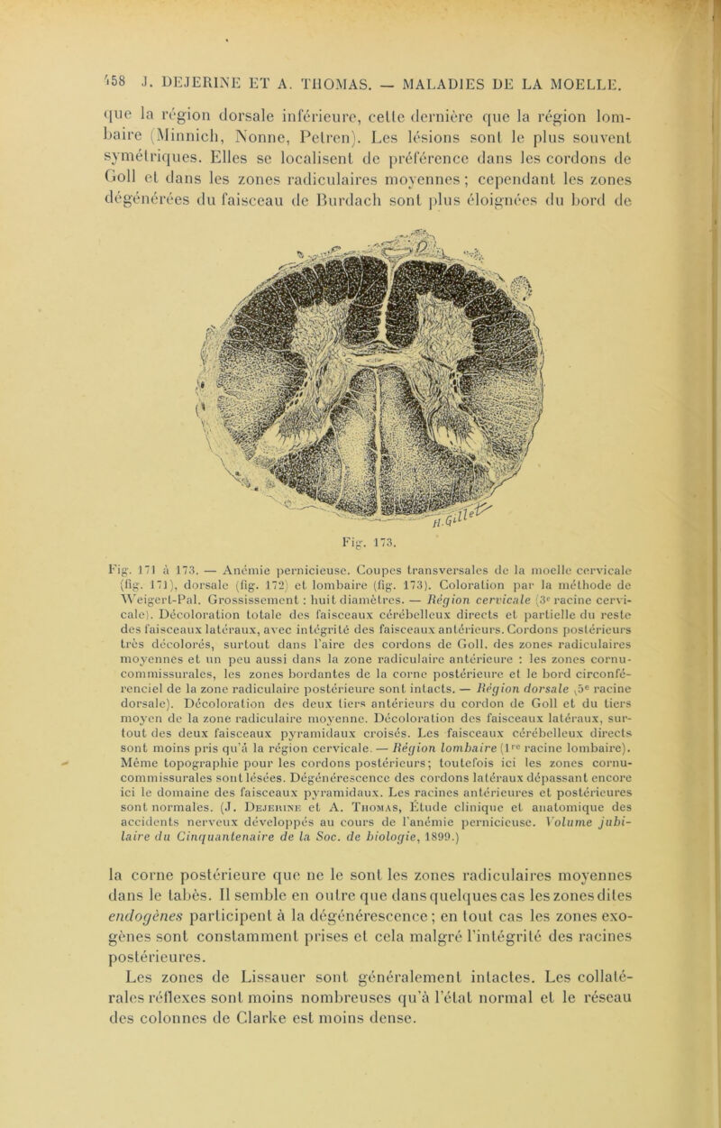 que la région dorsale inférieure, celle dernière que la région lom- baire (Minnicli, Nonne, Pelren). Les lésions sonl le plus souvenl symélriques. Elles se localisent de préférence dans les cordons de Goll el dans les zones radiculaires moyennes ; cependant les zones dé générées du faisceau de Burdach sonl plus éloignées du bord de Fig-, 173. Fig. 17] à 173. — Anémie ]:>ernicieuse. Coupes transversales de la moelle cervicale (fig. 171), dorsale (fig. 172) et lombaire (fig. 173). Coloration par la méthode de Meigert-Pal. Grossissement : huit diamètres. — Région cervicale (3‘‘racine cervi- cale). Décoloration totale des faisceaux cérébelleux directs et partielle du reste des faisceaux latéraux, avec intégrité des faisceaux antérieurs. Cordons postérieurs très décolorés, surtout dans Faire des cordons de Goll. des zones radiculaires moyennes et nn peu aussi dans la zone radiculaire antérieure ; les zones cornu- conimissurales, les zones bordantes de la corne postérieure et le bord circonfé- renciel de la zone radiculaire postérieure sont intacts. — Région dorsale racine dorsale). Décoloration des deux tiers antérieurs du cordon de Goll et du tiers moyen de la zone radiculaire moyenne. Décoloration des faisceaux latéraux, sur- tout des deux faisceaux pyramidaux croisés. Les faisceaux cérébelleux directs sont moins pris qu’à la région cervicale. — Région lombaire (1'® racine lombaire). Même topographie pour les cordons postérieurs; toutefois ici les zones cornu- commissurales sont lésées. Dégénérescence des cordons latéraux dépassant encore ici le domaine des faisceaux pyramidaux. Les racines antérieures et postérieures sont normales. (J. Dejeiunu et A. Thomas, Étude clinique et anatomique des accidents nerveux développés au cours de l’anémie pernicieuse. Volume jubi- laire du Cinquantenaire de la Soc. de biologie, 1899.) la corne poslérieure que ne le sonl les zones radiculaires moyennes dans le labès. Il semble en oulre que dans quelques cas les zones diles endogènes parlicipenl à la dégénérescence; en loul cas les zones exo- gènes sont constammenl prises el cela malgré l’inlégrilé des racines poslérieures. Les zones de Lissauer sonl généralement intactes. Les collaté- rales réflexes sonl moins nombreuses qu’à l’état normal et le réseau des colonnes de Clarke est moins dense.