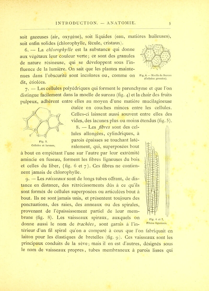 Fig. 4. — Moelle de Sureau (Cellules grossies). soit gazeuses (air, oxygène), soit liquides (eau, matières huileuses), soit enfin solides (chlorophylle, fécule, cristaux). 6. — La chlorophylle est la substance qui donne aux végétaux leur couleur verte; ce sont des granules de nature résineuse, qui se développent sous l’in- fluence de la lumière. On sait que les plantes mainte- nues dans l’obscurité sont incolores ou, comme on dit, étiolées. y. — Les cellules polyédriques qui forment le parenchyme et que l’on distingue facilement dans la moelle de sureau (fig. 4) et la chair des fruits pulpeux, adhèrent entre elles au moyen d'une matière mucilagineuse étalée en couches minces entre les cellules. Celles-ci laissent aussi souvent entre elles des vides, des lacunes plus ou moins étendus (fig. 5). 8. — Les fibres sont des cel- lules allongées, cylindriques, à parois épaisses se touchant laté- ralementj qui, superposées bout à bout en empiétant l’une sur l’autre par leur extrémité amincie en fuseau, forment les fibres ligneuses du bois et celles du liber, (fig. 6 et 7). Ces fibres ne contien- nent jamais de chlorophylle. g. — Les vaisseaux sont de longs tubes offrant, de dis- tance en distance, des rétrécissements dûs à ce qu’ils sont formés de cellules superposées ou articulées bout à bout. Ils ne sont jamais unis, et présentent toujours des ponctuations, des raies, des anneaux ou des spirales, provenant de l’épaississement partiel de leur mem- brane (fig. 8). Les vaisseaux spiraux, auxquels on donne aussi le nom de trachées, sont garnis à l’in- térieur d’un fil spiral qu’on a comparé à ceux que l’on fabriquait en laiton pour les élastiques de bretelles (fig. 9). Ces vaisseaux sont les principaux conduits de la sève; mais il en est d’autres, désignés sous le nom de vaisseaux propres, tubes membraneux à parois lisses qui Fig. 6 et 7. Fibres ligneuses.