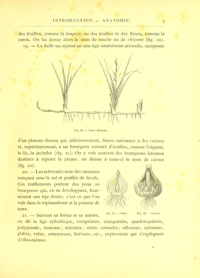 des feuilles, comme la fougère, ou des feuilles et des fleurs, comme le carex. On lui donne alors le nom de souche ou de rhizome (fig. 20). 19. — Le bulbe ou oignon est une tige souterraine arrondie, composée Fî^. 20. — Carex Rhizome. d’un plateau charnu qui, inférieurement, donne naissance à des racines et, supérieurement, à un bourgeon entouré d’écailles, comme l’oignon, le lis, la jacinthe (fig. 21). On y voit souvent des bourgeons latéraux destinés à répéter la plante; on donne à ceux-ci le nom de caïeux (fig. 22). 20. — Les tubercules sont des rameaux rampant sous le sol et gonflés de fécule. Ces renflements portent des yeux ou bourgeons qui, en se développant, four- nissent une tige droite; c’est ce que l’on voit dans le topinambour et la pomme de terre. 21. — Suivant sa forme et sa nature, on dit la tige cylindrique, comprimée, triangulaire, quadrangulaire, polygonale, noueuse, articulée, striée, cannelée, sillonnée, épineuse, glabre, velue, cotonneuse, hérissée, etc., expressions qui s’expliquent d’elles-mêmes.