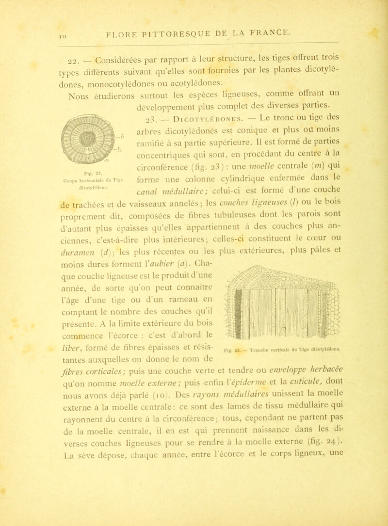 Fig. 23. Coupe liorizontalc Tlgo dicotyVdonr. 22. — Considérées par rapport à leur structure, les tiges oflient trois types ditférents suivant quelles sont fournies par les plantes dicotylé- dones, monocotylédones ou acotylédones. Nous étudierons surtout les espèces ligneuses, comme olfrant un développement plus complet des diverses parties. 23. _ Dicotylkdones. — Le tronc ou tige des arbres dicotylédonés est conique et plus oU moins ramifié à sa partie supérieure. 11 est formé de parties concentriques qui sont, en procédant du centre a la circonférence (fig. 23): une moelle centrale {m) qui forme une colonne cylindrique enfermée dans le Cütiül oiédiillaire; celui-ci est tormé dune couche de trachées et de vaisseaux annelés; les couches ligneuses (/) ou le bois proprement dit, composées de fibres tubuleuses dont les parois sont d’autant plus épaisses qu’elles appartiennent à des couches plus an- ciennes, c’est-à-dire plus intérieures; celles-ci constituent le cœur ou diiramen {d)-, les plus récentes ou les plus extérieures, plus pales et moins dures forment Y aubier (a). Cha- que couche ligneuse est le produit d’une année, de sorte qu’on peut connaître l’àge d’une tige ou d’un rameau en comptant le nombre des couches qu’il présente. A la limite extérieure du bois commence l’écorce : c’est d’abord le liber^ formé de fibres épaisses et résis- tantes auxquelles on donne le nom de fibres corticales; puis une couche verte et tendre ou enveloppe herbacée qu’on nomme moelle externe ; puis enfin Vépiderme et la cuticule, dont nous avons déjà parlé (lo). Des rayons médullaires unissent la moelle externe à la moelle centrale: ce sont des lames de tissu médullaire qui rayonnent du centre à la circonférence; tous, cependant ne partent pas de la moelle centrale, il en est qui prennent naissance dans les di- verses couches ligneuses pour se rendre à la moelle externe (fig- ^4)- La sève dépose, chaque année, entre l’écorce et le corps ligneux, une J'iK. 24. — Tranche verticale do Tige dIcotyleSdone.