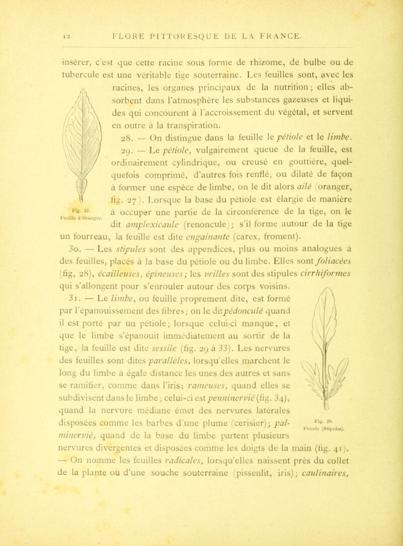 Kig. ï7. KuuUle d'Onuigtr insérer, c’est que cette racine sous forme de rhizome, de bulbe ou de tubercule est une véritable tige souterraine. Les feuilles sont, avec les racines, les organes principau.x de la nutrition; elles ab- sorbent dans l’atmosphère les substances gazeuses et liqui- des qui concourent à l’accroissement du végétal, et servent en outre à la transpiration. 28. — On distingue dans la feuille le pétiole et le limbe. 2g. — Le pétiole, vulgairement queue de la feuille, est ordinairement cylindrique, ou creusé en gouttière, quel- quefois comprimé, d’autres fois renflé, ou dilaté de façon à former une espèce de limbe, on le dit alors ailé (oranger, lig. 27). Lorsque la base du pétiole est élargie de manière à occuper une partie de la circontérence de la tige, on le dit amplexicaiile (renoncule); s’il forme autour de la tige un fourreau, la feuille est dite engainante (carex, froment). 30. — Les stipules sont des appendices, plus ou moins analogues à des feuilles, placés à la base du pétiole ou du limbe. Elles sont foliacées (fig, 28), écailleuses, épineuses; les vrilles sont des stipules cirr/iiformes qui s’allongent pour s’enrouler autour des corps voisins. 31. — Le limbe, ou feuille proprement dite, est formé par l’épanouissement des libres; on le diipédonculé quand il est porté par un pétiole; lorsque celui-ci manque, et que le limbe s’épanouit immédiatement au sortir de la tige, la feuille est dite sessile (fig. 2g à 33). Les nervures des feuilles sont dites parallèles, lorsqu’elles marchent le long du limbe à égale distance les unes des autres et sans se ramifier, comme dans l’iris ; rameuses, quand elles se subdivisent dans le limbe ; celui-ci est penninervié (fig. 3q), quand la nervure médiane émet des nervures latérales disposées comme les barbes d’une plume (cerisier); pal- minervié, quand de la base du limbe partent plusieurs nervures divergentes et disposées comme les doigts de la main (fig. 41). — On nomme les feuilles radicales, lorsqu’elles naissent près du collet de la plante ou d’une souche souterraine (pissenlit, iris); caulinaires. Fig. !». l’ciiadv (Sti]iiik<).