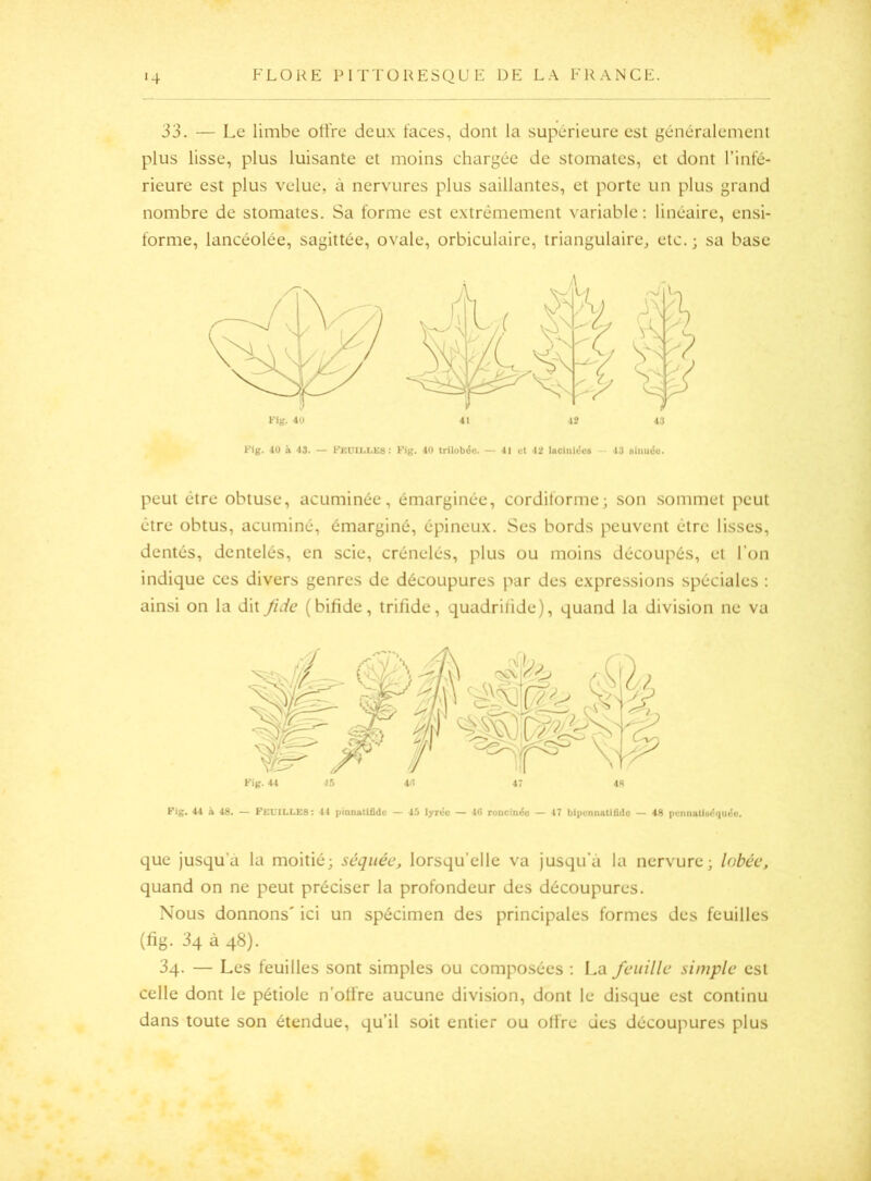 33. — Le limbe ott’re deux faces, dont la supérieure est généralement plus lisse, plus luisante et moins chargée de stomates, et dont l’infé- rieure est plus velue, à nervures plus saillantes, et porte un plus grand nombre de stomates. Sa forme est extrêmement variable; linéaire, ensi- forme, lancéolée, sagittée, ovale, orbiculaire, triangulaire, etc. ; sa base peut être obtuse, acuminée, émarginée, cordiforme; son .sommet peut être obtus, acuminé, émarginé, épineux. Ses bords peuvent être lisses, dentés, dentelés, en scie, crénelés, plus ou moins découpés, et l’on indique ces divers genres de découpures par des expressions spéciales : ainsi on la dit fide (bifide, trifide, quadrilide), quand la division ne va Fig. 41 à 48. — Feuilles: ll pinnatifidv — 15 lyréc — 1<5 roncindo — 47 bijiunnati&do — 48 pcimatiadqudo. que jusqu’à la moitié; séqiiée, lorsqu’elle va jusqu’à la nervure; lobée, quand on ne peut préciser la profondeur des découpures. Nous donnons' ici un spécimen des principales formes des feuilles 3q. — Les feuilles sont simples ou composées ; La feuille simple est celle dont le pétiole n’offre aucune division, dont le disque est continu dans toute son étendue, qu’il soit entier ou offre des découpures plus Fig. -10 à 43. Fkuillks : Fig. 40 trilobiSu. — 41 et 42 lacinii^os 43 aimuSu.