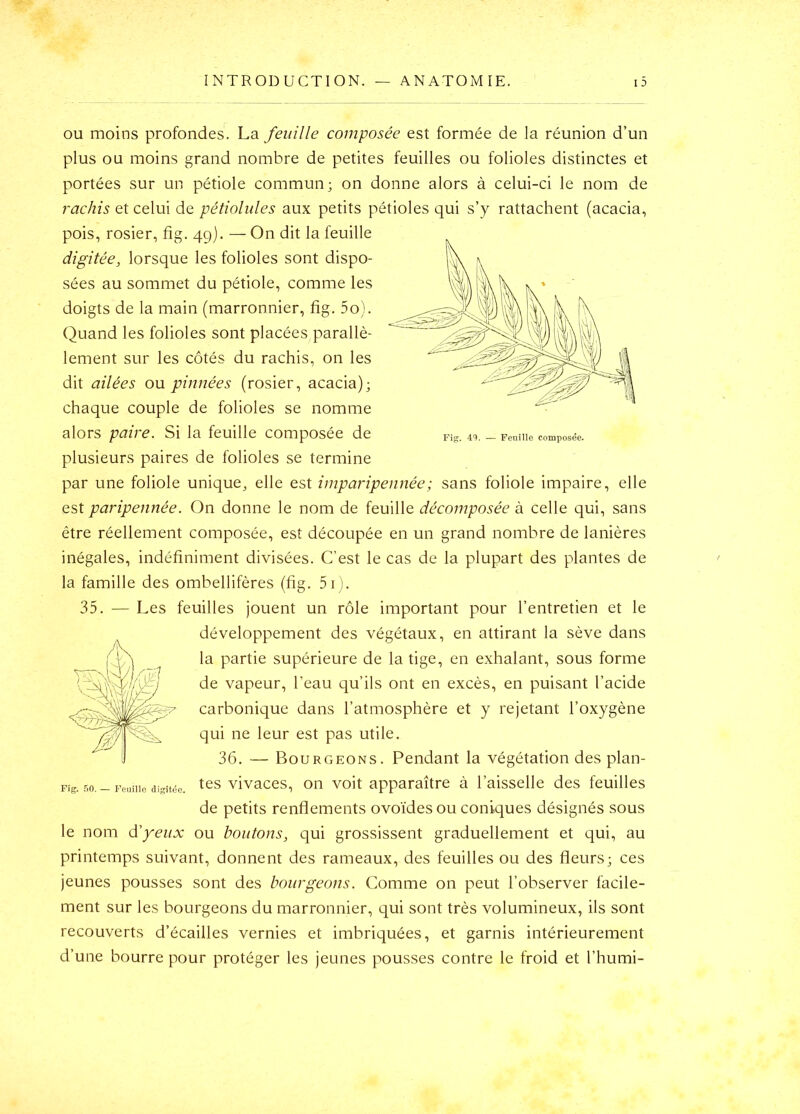 OU moins profondes. La feuille composée est formée de la réunion d’un plus ou moins grand nombre de petites feuilles ou folioles distinctes et portées sur un pétiole commun; on donne alors à celui-ci le nom de rachis et celui de pétioliiles aux petits pétioles qui s’y rattachent (acacia, pois, rosier, fig. 49). — On dit la feuille digitée, lorsque les folioles sont dispo- sées au sommet du pétiole, comme les doigts de la main (marronnier, fig. 5o). Quand les folioles sont placées parallè- lement sur les côtés du rachis, on les dit ailées ou. pnnnées (rosier, acacia); chaque couple de folioles se nomme alors paire. Si la feuille composée de plusieurs paires de folioles se termine par une foliole unique, elle est imparipennée; sans foliole impaire, elle est paripennée. On donne le nom de feuille décomposée à celle qui, sans être réellement composée, est découpée en un grand nombre de lanières inégales, indéfiniment divisées. C’est le cas de la plupart des plantes de la famille des ombellifères (fig. 5i). 35. — Les feuilles jouent un rôle important pour l’entretien et le développement des végétaux, en attirant la sève dans la partie supérieure de la tige, en exhalant, sous forme de vapeur, l’eau qu’ils ont en excès, en puisant l’acide carbonique dans l’atmosphère et y rejetant l’oxygène qui ne leur est pas utile. 36. — Bourgeons. Pendant la végétationdesplan- pig. no. - Feuille ciisit<!e. vivaces, on voit apparaître à l’aisselle des feuilles de petits renflements ovoïdes ou coniques désignés sous le nom d'yeux ou boutons, qui grossissent graduellement et qui, au printemps suivant, donnent des rameaux, des feuilles ou des fleurs; ces jeunes pousses sont des bourgeons. Comme on peut l’observer facile- ment sur les bourgeons du marronnier, qui sont très volumineux, ils sont recouverts d’écailles vernies et imbriquées, et garnis intérieurement d’une bourre pour protéger les jeunes pousses contre le froid et l’humi-