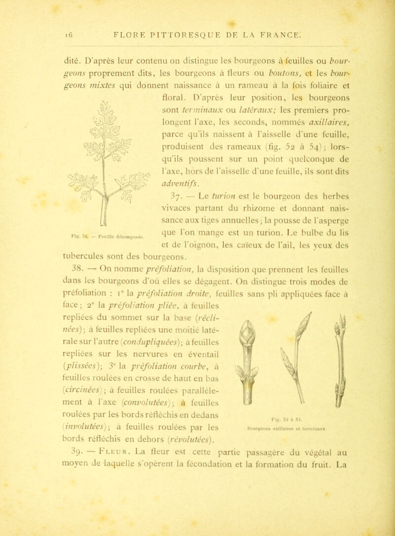 O' i6 FLORE PITTORESQUE DE LA FRANCE. dité. D’après leur contenu on distingue les bourgeons à feuilles ou bour- geons proprement dits, les bourgeons à fleurs ou boutons, et les bour- geons mixtes qui donnent naissance à un rameau à la fois foliaire et floral. D’après leur position, les bourgeons sont terminaux ou latéraux; les premiers pro- longent l’a.xe, les seconds, nommés axillaires, parce qu’ils naissent à l’aisselle d'une feuille, produisent des rameau.x (fig. 52 à 34''; lors- qu’ils poussent sur un point quelconque de l’axe, hors de l’aisselle d’une feuille, ils sont dits adventifs. — Le turion est le bourgeon des herbes vivaces partant du rhizome et donnant nais- sance aux tiges annuelles; la pousse de l’asperge que l’on mange est un turion. Le bulbe du lis et de l’oignon, les caïeux de l’ail, les yeux des tubercules sont des bourgeons. — On nomme préfoliation, la disposition que prennent les feuilles dans les bourgeons d’où elles se dégagent. On distingue trois modes de préfoliation : 1“ la préfoliation droite, feuilles sans pli appliquées face à lace; 2“ la préfoliation pliée, à feuilles repliées du sommet sur la base [récli- nées)-, à feuilles repliées une moitié laté- rale sur l’autre [condupliquées)-, à feuilles repliées sur les nervures en éventail [plissées]-, 3° la préfoliation courbe, à feuilles roulées en crosse de haut en bas [circinées)-, à feuilles roulées parallèle- ment à l’axe [convolutées)-, à feuilles roulées par les bords réfléchis en dedans [involutées)-, à feuilles roulées par les bords réfléchis en dehors [révoliitées). dp- — Fleur. La fleur est cette partie passagère du végétal au moyen de laquelle s’opèrent la fécondation et la formation du fruit. La rig. 52 n 51. Hoargcons nxlllnircft et termiiuiix.