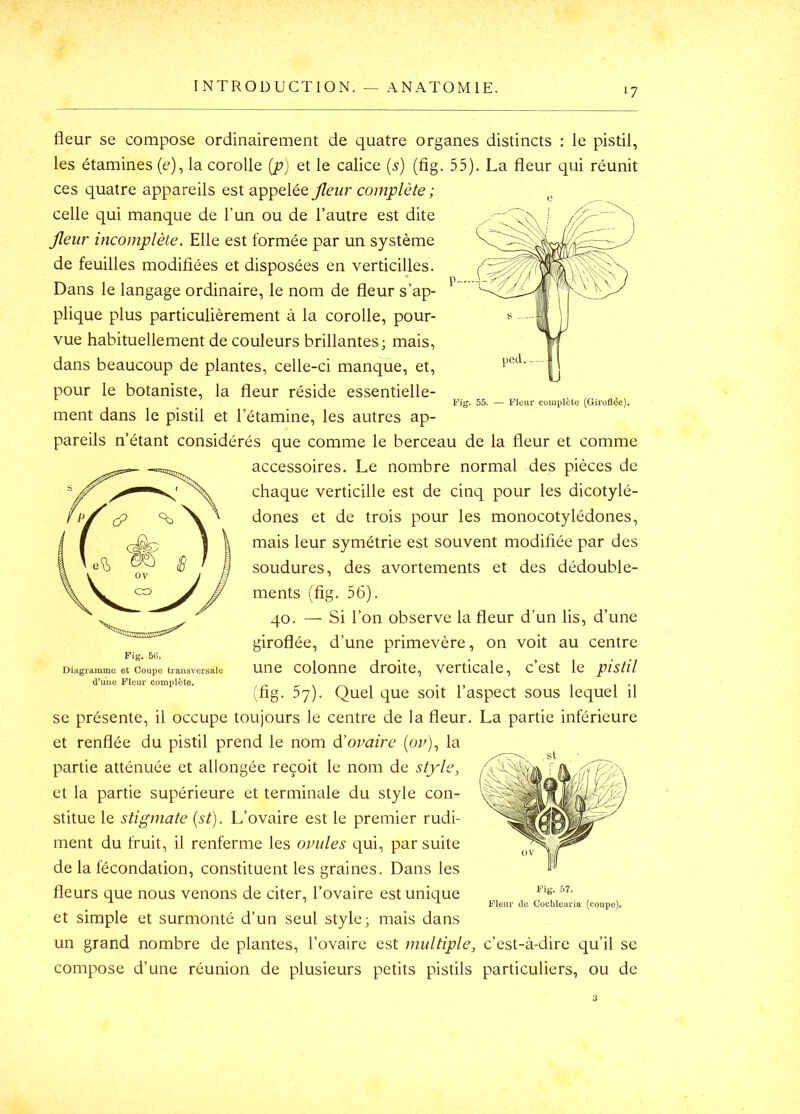 Fig. 55. — Fleur complète (Giroflée). fleur se compose ordinairement de quatre organes distincts ; le pistil, les étamines (e), la corolle {jp) et le calice {s) (fig. 55). La fleur qui réunit ces quatre appareils est appelée Jleur complète ; celle qui manque de l’un ou de l’autre est dite Jleur incomplète. Elle est formée par un système de feuilles modifiées et disposées en verticilles. Dans le langage ordinaire, le nom de fleur s’ap- plique plus particulièrement à la corolle, pour- vue habituellement de couleurs brillantes; mais, dans beaucoup de plantes, celle-ci manque, et, pour le botaniste, la fleur réside essentielle- ment dans le pistil et l’étamine, les autres ap- pareils n’étant considérés que comme le berceau de la fleur et comme accessoires. Le nombre normal des pièces de chaque verticille est de cinq pour les dicotylé- dones et de trois pour les monocotylédones, mais leur symétrie est souvent modifiée par des soudures, des avortements et des dédouble- ments (fig. 56). 40. — Si l’on observe la fleur d’un lis, d’une giroflée, d’une primevère, on voit au centre une colonne droite, verticale, c’est le pistil (fig. 5y). Quel que soit l’aspect sous lequel il se présente, il occupe toujours le centre de la fleur. La partie inférieure et renflée du pistil prend le nom d'omire (oz^), la partie atténuée et allongée reçoit le nom de style, et la partie supérieure et terminale du style con- stitue le stigmate {st). L’ovaire est le premier rudi- ment du fruit, il renferme les ovules qui, par suite de la fécondation, constituent les graines. Dans les fleurs que nous venons de citer, l’ovaire est unique et simple et surmonté d’un seul style; mais dans un grand nombre de plantes, l’ovaire est multiple, c’est-à-dire qu’il se compose d’une réunion de plusieurs petits pistils particuliers, ou de Fig, 50. Diagramme et Coupe transversale d’uiie Fleur complète. Fleur de Cochlearia (coupe).