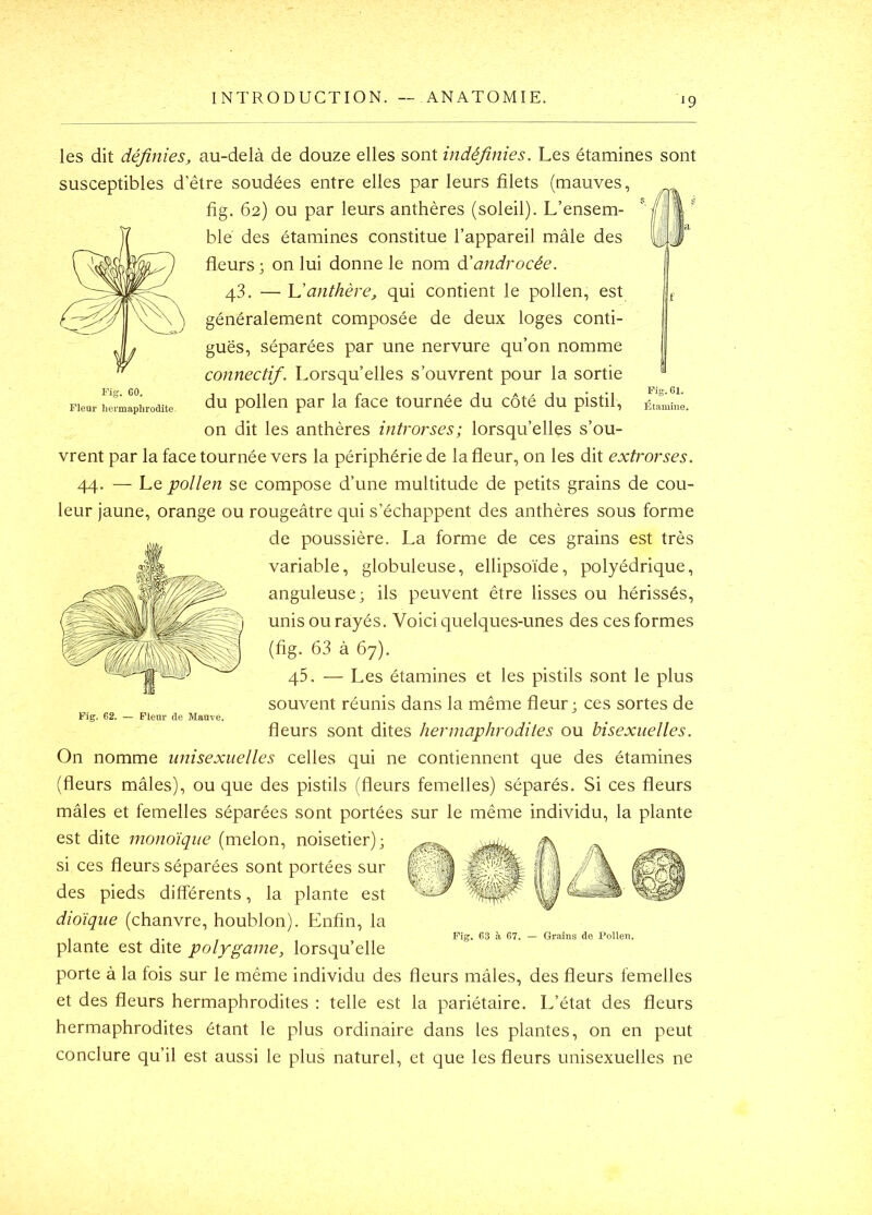 Fig. 60. Fleur liermaphrodite- Fig. 61, Etamine, les dit définies, au-delà de douze elles sont indéfinies. Les étamines sont susceptibles d’être soudées entre elles par leurs filets (mauves, fig. 62) ou par leurs anthères (soleil). L’ensem- ble des étamines constitue l’appareil mâle des fleurs; on lui donne le nom à'androcée. 43. — anthère, qui contient le pollen, est généralement composée de deux loges conti- guës, séparées par une nervure qu’on nomme connectif. Lorsqu’elles s’ouvrent pour la sortie du pollen par la face tournée du côté du pistil, on dit les anthères introrses; lorsqu’elles s’ou- vrent par la face tournée vers la périphérie de la fleur, on les dit extrorses. 44. — Le pollen se compose d’une multitude de petits grains de cou- leur jaune, orange ou rougeâtre qui s’échappent des anthères sous forme de poussière. La forme de ces grains est très variable, globuleuse, ellipsoïde, polyédrique, anguleuse; ils peuvent être lisses ou hérissés, unis ou rayés. Voici quelques-unes des ces formes (fig. 63 à 67). 45. — Les étamines et les pistils sont le plus souvent réunis dans la même fleur; ces sortes de fleurs sont dites hermaphrodites ou bisexuelles. On nomme unisexuelles celles qui ne contiennent que des étamines (fleurs mâles), ou que des pistils (fleurs femelles) séparés. Si ces fleurs mâles et femelles séparées sont portées sur le même individu, la plante est dite monoïque (melon, noisetier); si ces fleurs séparées sont portées sur des pieds differents, la plante est dioïque (chanvre, houblon). Enfin, la plante est dite polygame, lorsqu’elle porte à la fois sur le même individu des fleurs mâles, des fleurs femelles et des fleurs hermaphrodites : telle est la pariétaire. L’état des fleurs hermaphrodites étant le plus ordinaire dans les plantes, on en peut conclure qu’il est aussi le plus naturel, et que les fleurs unisexuelles ne Fig. 62. — FlenT de Manve. Fig, 63 à 67, — Grains de Pollen.