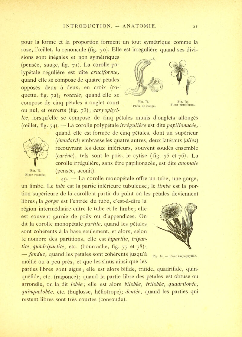 I NTRODUCTION. ANATOMIE. Fig. 71. Fleur de Sauge. Fig. 72. Fleur cruciforme. pour la forme et la proportion forment un tout symétrique comme la rose, l’œillet, la renoncule (fig. 70). Elle est irrégulière quand ses divi- sions sont inégales et non symétriques (pensée, sauge, fig. 71). La corolle po- lypétale régulière est dite cruciforme, quand elle se compose de quatre pétales opposés deux à deux, en croix (ro- quette, fig. 72); rosacée, quand elle se compose de cinq pétales à onglet court ou nul, et ouverts (fig. 73) ; caryophyl- lée, lorsqu’elle se compose de cinq pétales munis d’onglets allongés (œillet, fig. 74). — La corolle polypétale irrégulière est dhe papilionacée, quand elle est formée de cinq pétales, dont un supérieur {étendard) embrasse les quatre autres, deux latéraux (ailes) recouvrant les deux inférieurs, souvent soudés ensemble (carène), tels sont le pois, le cytise (fig. et 76). La corolle irrégulière, sans être papilionacée, est dite anomale (pensée, aconit). 49. — La corolle monopétale offre un tube, une gorge, un limbe. Le tube est la partie inférieure tubuleuse, le limbe est la por- tion supérieure de la corolle à partir du point où les pétales deviennent libres; la gorge est l’entrée du tube, c’est-à-dire la région intermédiaire entre le tube et le limbe; elle est souvent garnie de poils ou d’appendices. On dit la corolle monopétale partite, quand les pétales sont cohérents à la base seulement, et alors, selon le nombre des partitions, elle est bipartite, tripar- tite, quadripartite, etc. (bourrache, fig. 77 et 78); — fendue, quand les pétales sont cohérents jusqu’à moitié ou à peu près, et que les sinus ainsi que les parties libres sont aigus; elle est alors bifide, trifide, quadrifide, quin- quéfide, etc. (raiponce); quand la partie libre des pétales est obtuse ou arrondie, on la dit lobée ; elle est alors bilobée, trilobée, quadrilobée, quinquelobée, etc. (buglosse, héliotrope); dentée, quand les parties qui restent libres sont très courtes (consolide). Fig. 71. — Fleur c.iryoïdiyllée.