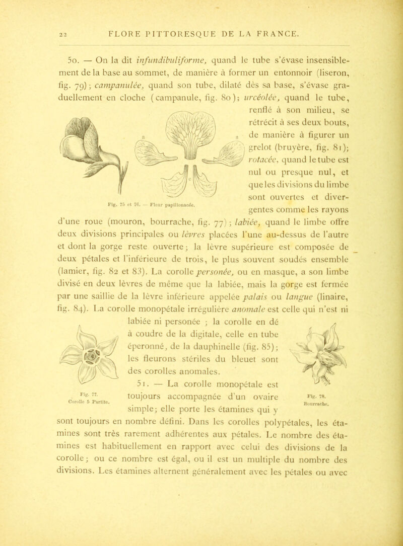 KIg. 7.'> et 7C. — Fleur p8pillonac<S«. 5o. — On la dit infundibuliforme, quand le tube s’évase insensible- ment de la base au sommet, de manière à former un entonnoir (liseron, fig. 79) ; campaniilée, quand son tube, dilaté dès sa base, s’évase gra- duellement en cloche (campanule, fig. 80); urcénléc, quand le tube, renflé à son milieu, se rétrécit à ses deux bouts, de manière à figurer un grelot (bruyère, fig. 81); rotacéc, quand le tube est nul ou presque nul, et que les divisions du limbe sont ouvertes et diver- gentes comme les rayons d’une roue (mouron, bourrache, fig. 77) ; labiée, quand le limbe ofl’re deux divisions principales ou lèpres placées l’une au-dessus de l’autre et dont la gorge reste ouverte; la lèvre supérieure est composée de deux pétales et l’inférieure de trois, le plus souvent soudés ensemble (lamier, fig. 82 et 83). La corolle personée, ou en masque, a son limbe divisé en deux lèvres de même que la labiée, mais la gorge est fermée par une saillie de la lèvre inférieure appelée palais ou la)tpiie (linaire, fig. 84). La corolle monopétale irrégulière anomale est. celle qui n’est ni labiée ni personée ; la corolle en dé à coudre de la digitale, celle en tube éperonnéj de la dauphinelle (fig. 85); les fleurons stériles du bleuet sont des corolles anomales. 5i. — La corolle monopétale est toujours accompagnée d’un ovaire simple; elle porte les étamines qui y sont toujours en nombre défini. Dans les corolles polypétales, les éta- mines sont très rarement adhérentes aux pétales. Le nombre des éta- mines est habituellement en rapport avec celui des divisions de la corolle; ou ce nombre est égal, ou il est un multiple du nombre des divisions. Les étamines alternent généralement avec les pétales ou avec Fig. 77. Corolle 5 Partite. Fig. 7fl. Iloiirrache.