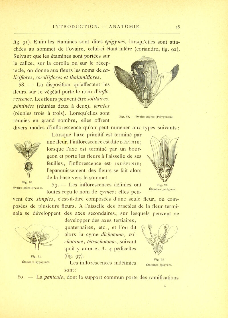 Fig. 88. — Ovaire siipère (Polygonum). fig. 91). Enfin les étamines sont dites épigynes, lorsqu’elles sont atta- chées au sommet de l’ovaire, celui-ci étant infère (coriandre, fig. 92). Suivant que les étamines sont portées sur le calice, sur la corolle ou sur le récep- tacle, on donne aux fleurs les noms de ca- licijlores, corolliflores et thalamiflores. 58. — La disposition qu’affectent les fleurs sur le végétal porte le nom (ïinjlo- rescence. Les fleurs peuvent être solitaires, géminées (réunies deux à deux), ternées (réunies trois à trois). Lorsqu’elles sont réunies en grand nombre, elles offrent divers modes d’inflorescence qu’on peut ramener aux types suivants : Lorsque l’axe primitif est terminé par une fleur, l’inflorescence estditeDÉFiNiE; lorsque l’axe est terminé par un bour- geon et porte les fleurs à l’aisselle de ses feuilles, l’inflorescence est indéfinie; l’épanouissement des fleurs se fait alors de la base vers le sommet. 59. — Les inflorescences définies ont toutes reçu le nom de cymes ; elles peu- vent être simples, c’est-à-dire composées d’une seule fleur, ou com- posées de plusieurs fleurs. A l’aisselle des bractées de la fleur termi- nale se développent des axes secondaires, sur lesquels peuvent se développer des axes tertiaires, quaternaires, etc., et l’on dit alors la cyme dichotome, tri- chotome, tétracliotome, suivant qu’il y aura 2,3,4 pédicelles (fig- 97)- Les inflorescences indéfinies sont : 60. — La panicitle, dont le support commun porte des ramifications Fig. no. Étamines piirigynes. Fig. 91. Étamines hypogynes. Fig. 92. Étamines épigynes.