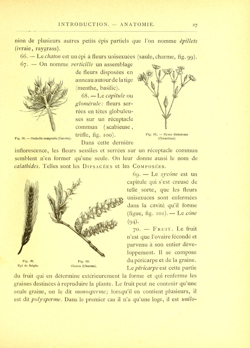 nion de plusieurs autres petits épis partiels que l’on nomme épillets (ivraie, raygrass). 66. — Le. chaton est un épi à fleurs unisexuées (saule, charme, fig. 99). 67. — On nomme perticille un assemblage de fleurs disposées en anneau autour de la tige (menthe, basilic). 68. — Le capitule ou glomérule: fleurs ser- rées en têtes globuleu- ses sur un réceptacle commun ( scabieuse , trèfle, fig. 100). Fig. 97. — Gyme dichotome Fig. 96. — Ombelle composée (Carotte). ° ' (Oerastium). Dans cette dernière inflorescence, les fleurs sessiles et serrées sur un réceptacle commun semblent n’en former qu’une seule. On leur donne aussi le nom de calathides. Telles sont les Dipsacées et les Composées. 69. — Le sycône est un capitule qui s’est creusé de telle sorte, que les fleurs unisexuées sont enfermées dans la cavité qu’il forme (figuej fig. loi).— Le cône (94). 70. — Fruit. Le fruit n’est que l’ovaire fécondé et parvenu à son entier déve- loppement. 11 se compose du péricarpe et de la graine. Le péricarpe est cette partie du fruit qui en détermine extérieurement la forme et qui renferme les graines destinées à reproduire la plante. Le fruit peut ne contenir qu’une seule graine, on le dit nionospernie; lorsqu’il en contient plusieurs, il est ôi\. Polysperme. Dans le premier cas il n’a qu’une loge, il est unilo-