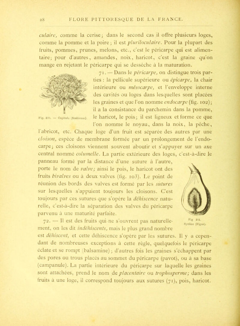 culairc, comme la cerise; dans le second cas il offre plusieurs loges, comme la pomme et la poire; il est plurilociilairc. Pour la plupart des fruits, pommes, prunes, melons, etc., c’est le péricarpe qui est alimen- taire; pour d’autres, amandes, noi.\, haricot, c’est la graine qu’on mange en rejetant le péricarpe qui se dessèche à la maturation. 71. — Dans le péricarpe, on distingue trois par- ties : la pellicule supérieure ou épicarpe, la chair intérieure ou mésocarpe, et l’enveloppe interne des cavités ou loges dans lesquelles sont placées les graines et que l’on nomme endocarpe (lig. 102); il a la consistance du parchemin dans la pomme, le haricot, le pois; il est ligneux et forme ce que l’on nomme le noyau, dans la noix, la pêche, l’abricot, etc. Chaque loge d’un fruit est séparée des autres par une cloison, espèce de membrane formée par un prolongement de l’endo- carpe; ces cloisons viennent souvent aboutir et s’appuyer sur un axe central nommé colunielle. La partie extérieure des loges, c’est-à-dire le panneau formé par la distance d’une suture à l’autre, porte le nom de valve; ainsi le pois, le haricot ont des fruits bivalves ou à deux valves (lig. io3). Le point de réunion des bords des valves est formé par les sutures sur lesquelles s’appuient toujours les cloisons. C’est toujours par ces sutures que s’opère la déhiscence natu- relle, c’est-à-dire la séparation des valves du péricarpe parvenu à une maturité parfaite. 72. — 11 est des fruits qui ne s’ouvrent pas naturelle- ment, on les dit indéhiscents, mais le plus grand nombre est déhiscent, et cette déhiscence s’opère par les sutures. 11 y a cepen- dant de nombreuses exceptions à cette règle, quelquefois le péricarpe éclate et se rompt (balsamine) ; d’autres fois les graines s’échappent par des pores ou trous placés au sommet du péricarpe (pavot), ou à sa base (campanule). La partie intérieure du péricarpe sur laquelle les graines sont attachées, prend le nom de placentaire ou trophosperme; dans les fruits à une loge, il correspond toujours aux sutures (71), pois, haricot. Klg 101. Sycône (Kiguu).