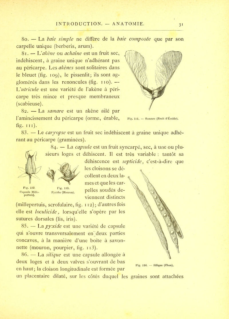 Fig, 111. — Samare (Fruit d’Érable), 80. — La baie simple ne diffère de la baie composée que par son carpelle unique (berberis, arum). 81. — 'L'akène ou achaine est un fruit sec, indéhiscent, à graine unique n’adhérant pas au péricarpe. Les akènes sont solitaires dans le bleuet (fig. 109), le pissenlit; ils sont ag- glomérés dans les renoncules (fig. no). — lJutricule est une variété de l’akène à péri- carpe très mince et presque membraneux (scabieuse). 82. — La samare est un akène ailé par l’amincissement du péricarpe (orme, érable, fig. ni). 83. — Le caryopse est un fruit sec indéhiscent à graine unique adhé- rant au péricarpe (graminées). 84. — La capsule est un fruit syncarpé, sec, à une ou plu- sieurs loges et déhiscent. Il est très variable : tantôt sa déhiscence est septicide, c’est-à-dire que les cloisons se dé- collent en deux la- mes et que les car- pelles soudés de- viennent distincts (millepertuis, scrofulaire, fig. 112); d’autres fois elle est locidicide, lorsqu’elle s’opère par les sutures dorsales (lis, iris). 85. — La pyxide est une variété de capsule qui s’ouvre transversalement en))deux parties concaves, à la manière d’une boîte à savon- nette (mouron, pourpier, fig. ii3). 86. —-La silique est une capsule allongée à deux loges et à deux valves s’ouvrant de bas en haut; la cloison longitudinale est formée par un placentaire dilaté, sur les côtés duquel les graines sont attachées Fig. 112. Capsule Mille- pertuis). Fig. 113. Pyxide (Mouron). Fig. 114. — Silique (Chou).