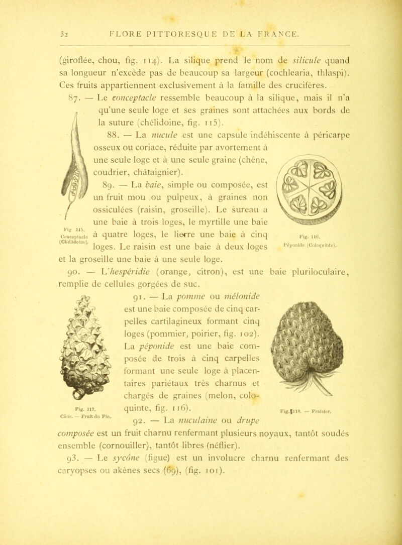 (giroflée, chou, fig. 114). La silique prend le nom de siliculc quand sa longueur n’excède pas de beaucoup sa largeur (cochlcaria, thlaspi). Ces fruits appartiennent exclusivement à la famille des crucifères. 87. — Le conceptacle ressemble beaucoup à la silique, mais il n’a qu’une seule loge et ses graines sont attachées aux bords de la suture (chélidoine, fig. ii5). 88. — La miciile est une capsule indéhiscente à péricarpe osseux ou coriace, réduite par avortement à une seule loge et à une seule graine (chêne, coudrier, châtaignier). 89. — La baie^ simple ou composée, est un fruit mou ou pulpeux, à graines non ossiculées (raisin, groseille). Le sureau a une baie à trois loges, le myrtille une baie co!!epucio à quatre loges, le licH-re une baie à cinq (ciitiidoint). raisin est une baie à deux loges l'Vnidu (Cuioqninto). et la groseille une baie à une seule loge. 90. — Vhespéridie (orange^ citron), est une baie pluriloculaire, remplie de cellules gorgées de suc. 91. — La pomme ou mélnnide est une baie composée de cinq car- pelles cartilagineux formant cinq loges (pommier, poirier, fig. 102). La péponide est une baie com- posée de trois à cinq carpelles formant une seule loge à placen- taires pariétaux très charnus et chargés de graines (melon, colo- Fig. J17. quinte, fig. 116). Cône. — Fruit da Pin. t / • 1 Q2. — La miciilaïue ou drupe composée est un fruit charnu renfermant plusieurs noyaux, tantôt soudés ensemble (cornouiller), tantôt libres (néflier). 93. — Le sycône (figue) est un involucre charnu renfermant des caryopses ou akènes secs (69), (fig. loi).