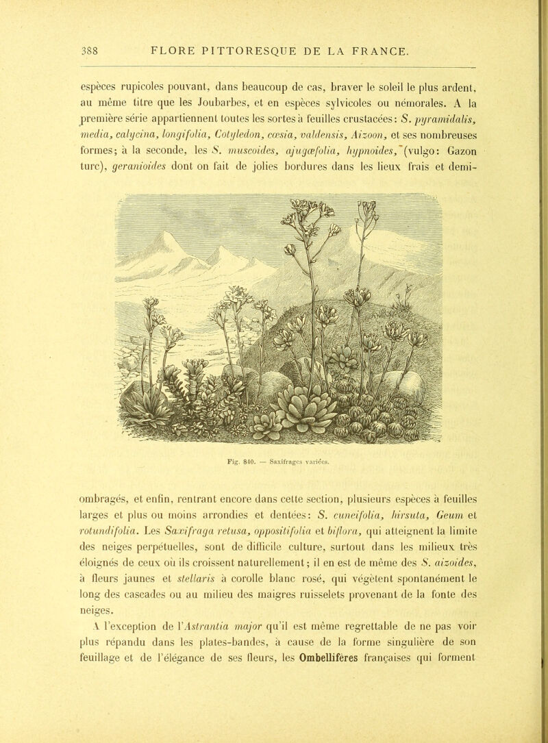 espèces rupicoles pouvant, dans beaucoup de cas, braver le soleil le plus ardent, • au même titre que les Joubarbes, et en espèces sylvicoles ou némorales. A la première série appartiennent toutes les sortes à feuilles criistacées: S. pyramidalis, media, calycina, longifolia. Cotylédon, cæsia, valdensis, Aizoon, et ses nombreuses ; formes; à la seconde, les N. muscoides, ajugœfolia, hypnoides,''{\VL\^Q: Gazon : turc), geranioides dont on fait de jolies bordures dans les lieux frais et demi- i. 1. \ Fig. 840. — Saxifrages variées. t ü ombragés, et enfin, rentrant encore dans cette section, plusieurs espèces à feuilles larges et plus ou moins arrondies et dentées: S. cuneifolia, Inrsuta, Geum et rotundifolia. Les Saxifraga retusa, opposüifolia et biflora, qui atteignent la limite des neiges perpétuelles, sont de dillicile culture, surtout dans les milieux très éloignés de ceux où ils croissent naturellement; il en est de même des N. aizoides, à fleurs jaunes et stellaris à corolle blanc rosé, qui végètent spontanément le long des cascades ou au milieu des maigres ruisselets provenant de la fonte des neiges. A l’exception de VAstrantia major qu’il est même regrettable de ne pas voir plus répandu dans les plates-bandes, à cause de la forme singulière de son feuillage et de l’élégance de ses Heurs, les Ombellifères françaises qui forment