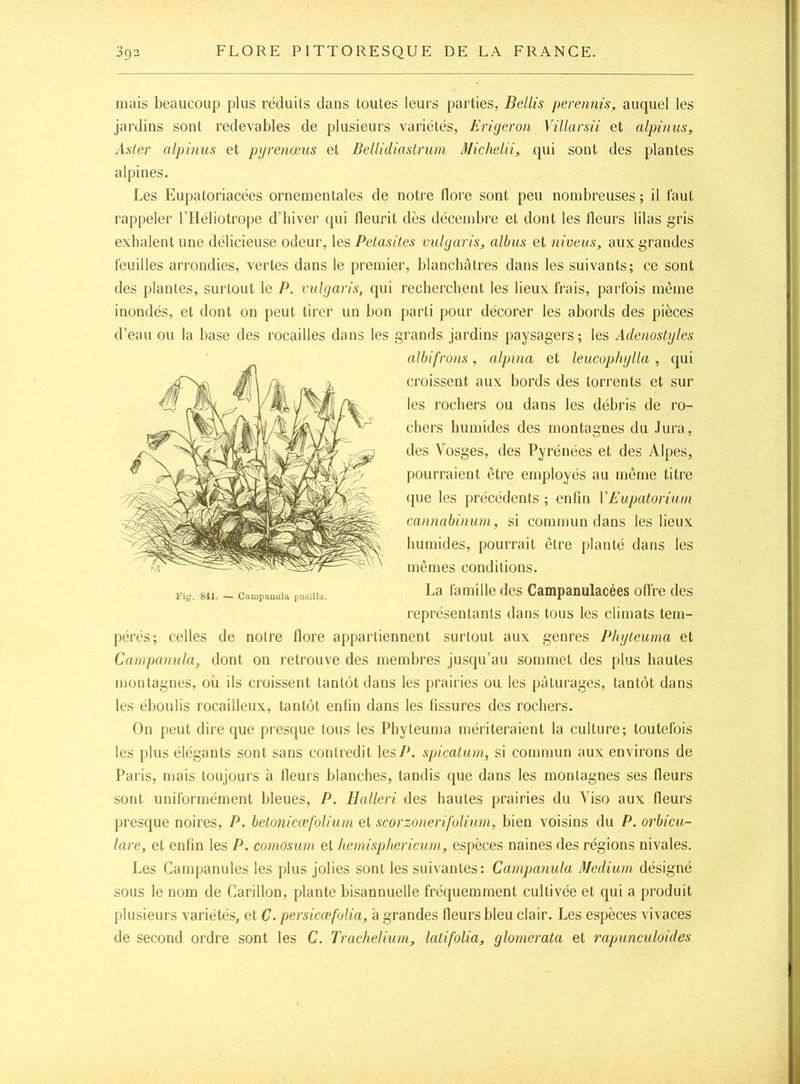 mais beaucoup plus réduits dans toutes leuis parties, Bellis perennis, auquel les jardins sont redevables de plusieurs variétés, Erigeron Villarsü et alpinus, Aater alpinus et pijrenœus et Bellidiastmm MichelH, qui sont des plantes alpines. Les Eupatoriacées ornementales de notre llore sont peu nombreuses ; il faut rappeler l’Héliotrope d’hiver qui lleurit dès décembre et dont les Heurs lilas gris exhalent une délicieuse odeur, les Pelasites vulgaris, albus et niveus, aux grandes feuilles arrondies, vertes dans le premier, blanchâtres dans les suivants; ce sont des plantes, surtout le P. vulgan's, qui recherchent les lieux frais, parfois même inondés, et dont on peut tirer un bon [)arti pour décorer les abords des pièces d’eau ou la base des rocailles dans les grands jardins paysagers; les Adenostyles pérés; celles de notre llore appartiennent surtout aux genres Phyteuma et Campanula, dont on retrouve des membres jusqu’au sommet des plus hautes montagnes, où ils croissent tantôt dans les prairies ou les pâturages, tantôt dans les ébonlis rocailleux, tantôt enfin dans les fissures des rochers. On peut dire que presc|ue tous les Phyteuma mériteraient la culture; toutefois les plus élégants sont sans contredit les/L spicaUun, si commun aux environs de Paris, mais toujours à Heurs blanches, tandis que dans les montagnes ses Heurs sont uniformément bleues, P. Ilalleri des hautes prairies du Viso aux Heurs presque noires, P. hetonicæfoUum et scorzonerifolium, bien voisins du P. orbicu- lare, et enfin les P. comosuni et hemisphericum, espèces naines des régions nivales. Les Campanules les plus jolies sont les suivantes: Campanula Medium désigné sous le nom de Carillon, plante bisannuelle fréquemment cultivée et qui a produit plusieurs variétés, et C. persicœfolia, a grandes Heurs bleu clair. Les espèces vivaces de second ordre sont les C. Trachelium, latifolia, glomerata et rapunculoides albifrons, alpina et leucophylla , qui croissent aux bords des torrents et sur les rochers ou dans les débris de ro- chers humides des montagnes du .lura, des Vosges, des Pyrénées et des Alpes, pourraient être employés au même titre que les précédents ; enfin VEupatorium cannabinum, si commun dans les lieux humides, pourrait être planté dans les mêmes conditions. Fig. 841. — Campanula pu.siUa. La famille des Campanulacées oHre des représentants dans tous les climats teni-