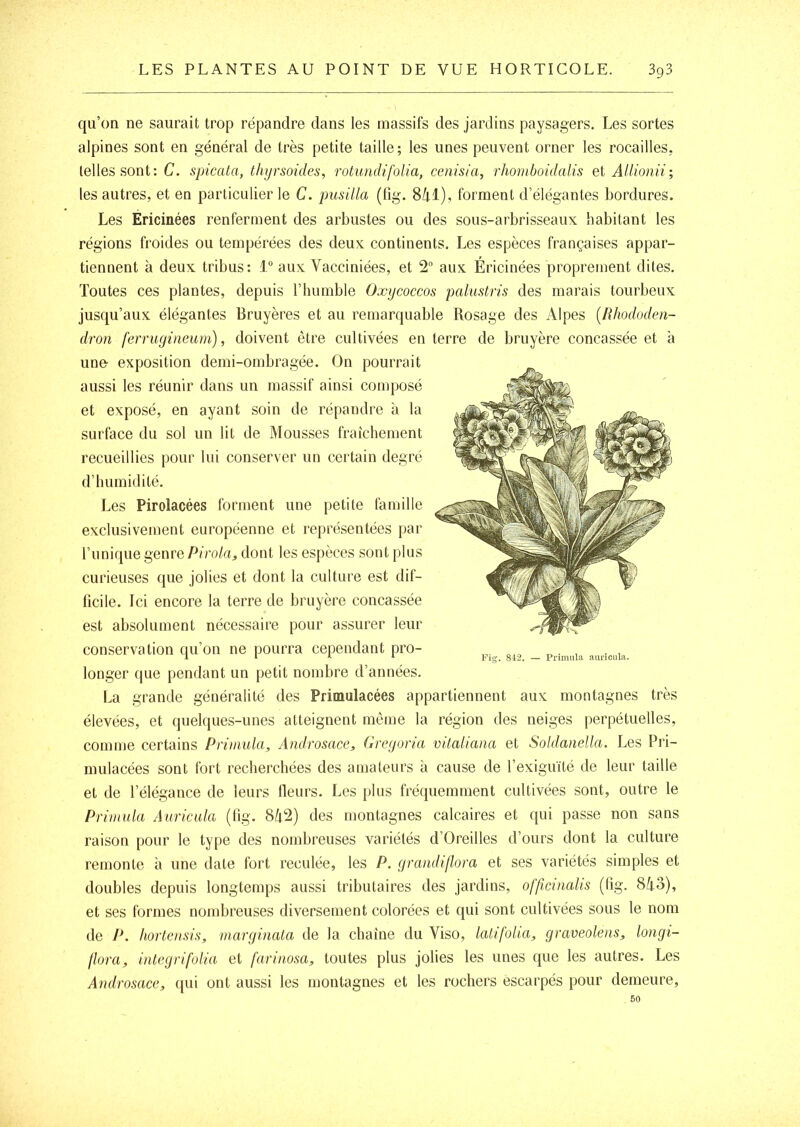 qu’on ne saurait trop répandre dans les massifs des jardins paysagers. Les sortes alpines sont en général de très petite taille; les unes peuvent orner les rocailles, telles sont: C. spicata, thyrsoides, rotundifolia, cenisia, rhornboidalis el Allionii; les autres, et en particulier le C. pusiUa (tîg. 8/tl), forment d’élégantes bordures. Les Éricinées renferment des arbustes ou des sous-arbrisseaux habitant les régions froides ou tempérées des deux continents. Les espèces françaises appar- tiennent à deux tribus: 1“ aux Vacciniées, et 2 aux Éricinées proprement dites. Toutes ces plantes, depuis l’humble Oxycoccos palustris des marais tourbeux jusqu’aux élégantes Bruyères et au remarquable Rosage des Alpes [Rhododen- dron ferrugineum), doivent être cultivées en terre de bruyère concassée et à une- exposition demi-ombragée. On pourrait aussi les réunir dans un massif ainsi composé et exposé, en ayant soin de répandre à la surface du sol un lit de Mousses fraîchement recueillies pour lui conserver un certain degré d’humidité. Les Pirolacées forment une petite famille exclusivement européenne et représentées par l’iinique genre Pirola, dont les espèces sont plus curieuses que jolies et dont la culture est dif- ficile. Ici encore la terre de bruyère concassée est absolument nécessaire pour assurer leur conservation qu’on ne pourra cependant pro- longer que pendant un petit nombre d’années. La grande généralité des Primulacées appartiennent aux montagnes très élevées, et quelques-unes atteignent même la région des neiges perpétuelles, comme certains Prinmla, Androsace, Greyoria vitaliana et Soldanella. Les Pri- mulacées sont fort recherchées des amateurs à cause de l’exiguïté de leur taille et de l’élégance de leurs Heurs. Les ]j1us fréquemment cultivées sont, outre le Primula Auricula (üg. 8/i2) des montagnes calcaires et qui passe non sans raison pour le type des nombreuses variétés d’Oreilles d’ours dont la culture remonte à une date fort reculée, les P. grandiflora et ses variétés simples et doubles depuis longtemps aussi tributaires des jardins, officinalis (fig. 8i3), Fio;. 8-12. — Primula auricula. et ses formes nombreuses diversement colorées et qui sont cultivées sous le nom de P. hortensis, mary inata de la chaîne du Viso, latifolia, graveolens, longi- flora, inteyrifolia et farinosa, toutes plus jolies les unes que les autres. Les Androsace, ([ui ont aussi les montagnes et les rochers escarpés pour demeure, 50