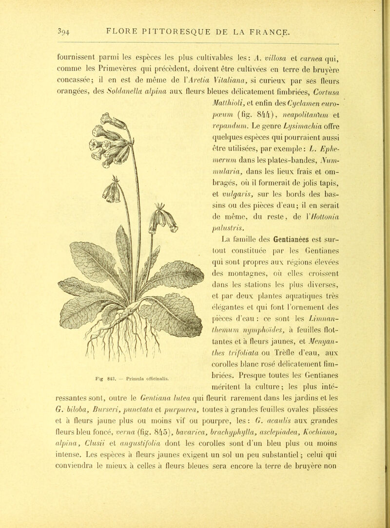 fournissent parmi les espèces les plus cultivables les: A. villosa et mrnea qui, comme les Primevères qui précèdent, doivent être cultivées en terre de bruyère concassée; il en est de même de VAretia Vitaliana, si curieux par ses fleurs orangées, des Soldanella alpina aux fleurs bleues délicatement fimbriées, Cortusa Matlhioli, et enfin des Cyclamen euro- pœum (fig. 844), neapolitamim et repandum. Le genre Lysimachia offre quelques espèces qui pourraient aussi être utilisées, par exemple: L. Ephe- meruni dans les plates-bandes, lYum- mularia, dans les lieux frais et om- bragés, où il formerait de jolis tapis, et vulgaris, sur les bords des bas- sins ou des pièces d’eau ; il en serait de même, du reste, de Vllottonia palustris. La famille des Gentianées est sur- tout constituée par les Gentianes qui sont propres aux régions élevées des montagnes, où elles croissent dans les stations les plus diverses, et par deux plantes aquatiques très élégantes et qui font l’ornement des pièces d’eau : ce sont les Limnan- tliemum nymphoides, à feuilles flot- tantes et à fleurs Jaunes, et Menyan- thes trifoliala ou Trèfle d’eau, aux corolles blanc rosé délicatement fim- briées. Presque toutes les Gentianes méritent la culture; les plus inté- ressantes sont, outre le Genliana liUea qui fleurit rarement dans les jardins et les G. biloba, Burseri, punctata et purpurea, toutes à grandes feuilles ovales plissées et à fleurs jaune plus ou moins vif ou pourpre, les : G. acaulis aux grandes fleurs bleu foncé, verna (fig. 845), bavarica, brachyphylki, asclepladea, Kochiana, alpina, Clusii et angustifolia dont les corolles sont d’un bleu plus ou moins intense. Les espèces à fleurs jaunes exigent un sol un peu substantiel ; celui qui conviendra le mieux à celles à fleurs bleues sera encore la terre de bruyère non Fig 843. — Primnla officinalis.