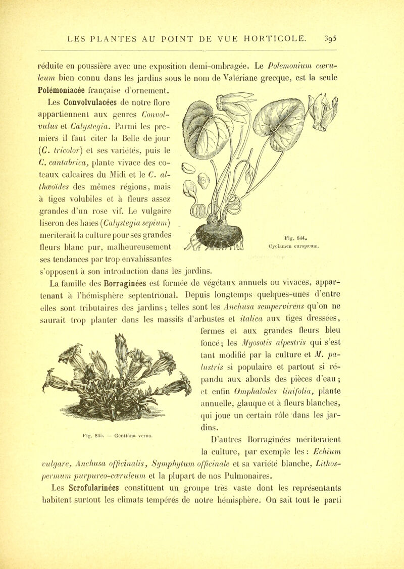 Fig. 814. .mien europæum. réduite en poussière avec une exposition demi-ombragée. Le Pülemonium cæru- leuni bien connu dans les jardins sous le nom de Valériane grecque, est la seule Polémoniacée française d’ornement. Les Convolvulacées de notre flore appartiennent aux genres Convol- valus et Calijstegia. Parmi les pre- miers il faut citer la Belle de jour (C. Iricolor) et ses variétés, puis le C. ccuitabrica, plante vivace des co- teaux calcaires du JMidi et le C. al- thœoïdes des mêmes régions, mais à tiges volubiles et à Heurs assez Le vulgaire grandes d’un rose vil liseron des baies {Calystegiasepium) mériterait la cultui'e pour ses grandes Heurs blanc pur, malheureusement ses tendances par trop envahissantes s’opposent a son introduction dans les jardins. La famille des Borraginées est formée de végétaux annuels ou vivaces, appar- tenant à riiémisphère septentrional. Depuis longtemps quelques-unes d’entre elles sont tributaires des jardins; telles sont les Anchusa sempervirens qu’on ne saurait trop planter dans les massifs d’arbustes et italica aux tiges dressées, fermes et aux grandes Heurs bleu foncé; les Myosotis alpeslris qui s’est tant modifié par la culture et M. pa- Insti'is si populaire et partout si ré- pandu aux abords des pièces d’eau ; et enfin Omphalodes linifolia, plante annuelle, glauque et à Heurs blanches, (jui joue un certain rôle dans les jar- dins. D’autres Borraginées mériteraient la culture, par exemple les: Echiam vulgare, Anchusa offlcinalis, Sgmpligtuin officinale et sa variété blanche, Lithos- pennum purpureo-cæruleuni et la plupart de nos Pulmonaires. Les Scrofularinées constituent un groupe très vaste dont tes représentants habitent surtout les climats tempérés de notre hémisphère. On sait tout le parti l‘ig. 845. — Gentiana vcnia.