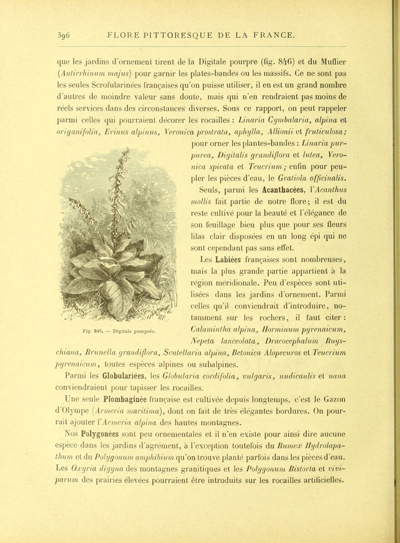 que les jardins d’ornement tirent de la Digitale pourpre (fig. 846) et du Muflier (Antirrhinum majus) pour garnir les plates-bandes ou les massifs. Ce ne sont pas les seules Scrof'ularinées françaises qu’on puisse utiliser, il en est un grand nombre d’autres de moindre valeur sans doute, mais qui n’en rendraient pas moins de réels services dans des circonstances diverses. Sous ce rapport, on peut rappeler parmi celles qui pourraient décorer les rocailles : Linaria Cijmbalaria, alpina et origanifolîa, Erinus alpinus, Veronica prostrata, aphylla, Allionü Qi fruticulosa; pour orner les plantes-bandes : Linaria pur- purca, üigitalis grandiflora et lutea, Vero- nica spicata et Teiicrium ; enfin pour peu- pler les pièces d’eau, le Gratiola officinalis. Seuls, parmi les Acanthacées, VAcanthus mollis fait partie de notre flore; il est du reste cultivé pour la beauté et l’élégance de son feuillage bien plus que pour ses fleurs lilas clair disposées en un long épi qui ne sont cependant pas sans effet. Les Labiées françaises sont nombreuses, mais la plus grande partie appartient à la région méridionale. Peu d’espèces sont uti- lisées dans les jardins d’ornement. Parmi celles qu’il conviendrait d’introduire, no- tamment sur les rochers, il faut citer: Calamintha alpina, Horminwn pyrenaicum, Nepeta lanceolata, Dracoceplialmn Ruys- clïiana, lirunella grandiflora, Scutellaria alpina, Betonica Alopecuros et Teucrium pyrenaicum, toutes espèces alpines ou subalpines. Parmi les Globulariées, les Globularia cordifolia, vulgaris, nudicaulis et 7iana conviendraient pour tapisser les rocailles. Une seule Plombaginée française est cultivée depuis longtemps, c’est le Gazon d’Olympe (Armeria maritima), dont on fait de très élégantes bordures. On pour- rait ajouter VArmeria alpina des hautes montagnes. Nos Polygonées sont peu ornementales et il n’en existe pour ainsi dire aucune espèce dans les jardins d’agrément, à l’exception toutefois du Ruinex llydrolapa- thuni et du Polygonum ampliibiuni qu’on trouve planté parfois dans les pièces d’eau. Les Oxyria digyna des montagnes granitiques et les Polygonum Bistorta et vivi- parum des prairies élevées pourraient être introduits sur les rocailles artificielles.