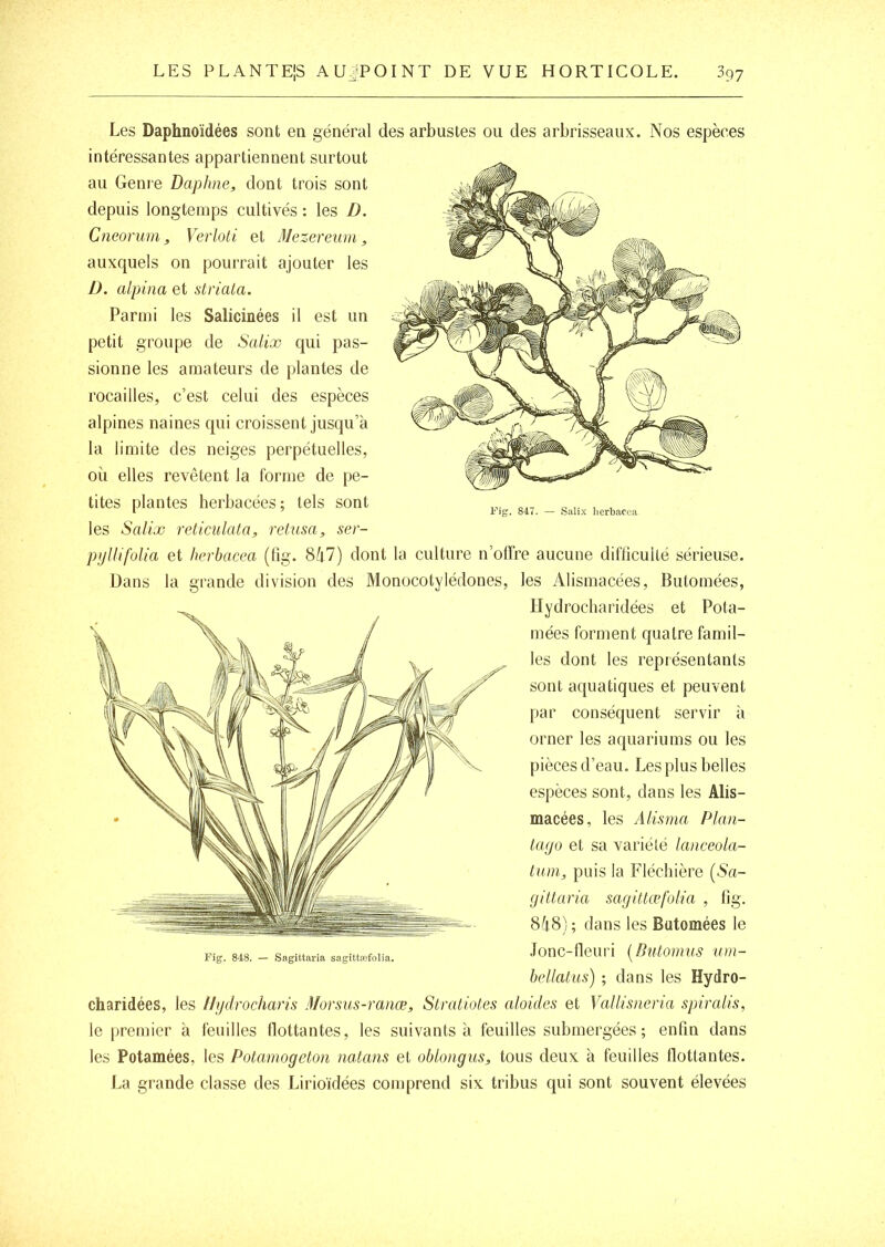 Fig. 847. Salix lierbacca Les Daphnoïdées sont en général des arbustes ou des arbrisseaux. Nos espèces intéressantes appartiennent surtout au Genre Daphné, dont trois sont depuis longtemps cultivés : les D. Cneonim, Verloti et Mezereum, auxquels on pourrait ajouter les D. alpina et striata. Parmi les Salicinées il est un petit groupe de Salix qui pas- sionne les amateurs de plantes de rocailles, c’est celui des espèces alpines naines qui croissent jusqu’à la limite des neiges perpétuelles, où elles revêtent la forme de pe- tites plantes herbacées ; tels sont les Salix reticulata, rettisa, ser- pijllifolia et herbacea (fig. 8ù7) dont la culture n’olïre aucune difficulté sérieuse. Dans la grande division des Monocotylédones, les Alisinacées, Bulomées, llydrocbaridées et Pota- mées forment quatre famil- les dont les représentants sont aquatiques et peuvent par conséquent servir à orner les aquariums ou les pièces d’eau. Les plus belles espèces sont, dans les Alis- macées, les Almna Plan- tago et sa variété lanceola- tuin, puis la Fléchière (Sa- giltaria sagittæfolia , lig. 8û 8) ; dans les Butomées le Jonc-fleuri [Butomus um- bellatus) ; dans les Hydro- charidées, les llgdrocharis Morsus-ranæ, Stratiotes aloiiles et Vallisneria spiralis, le premier à feuilles llottantes, les suivants à feuilles submergées; enfin dans les Potamées, les Potamogeton na.tans et oblongus, tous deux à feuilles flottantes. La grande classe des Lirioïdées comprend six tribus qui sont souvent élevées