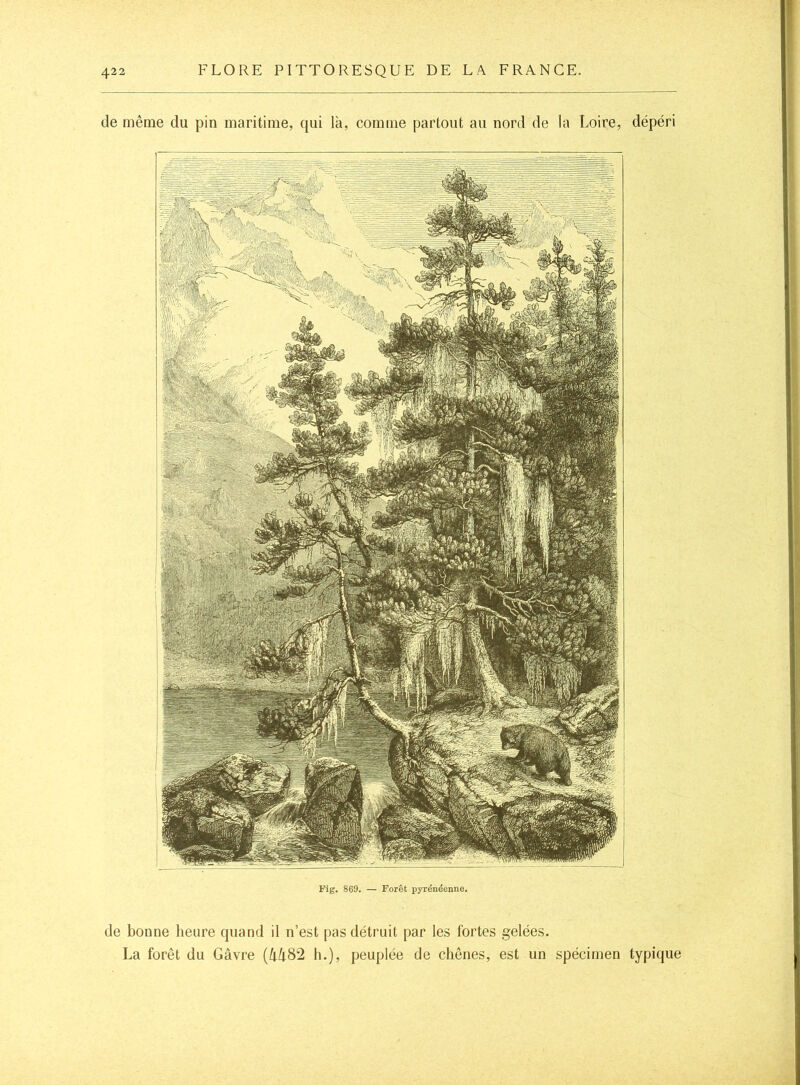 de même du pin maritime, qui là, comme partout au nord de la Loire, dépéri Fig. 869. — Forêt pyrénéenne. de bonne heure quand il n’est pas détruit par les fortes gelées. La forêt du Gâvre h.), peuplée de chênes, est un spécimen typique