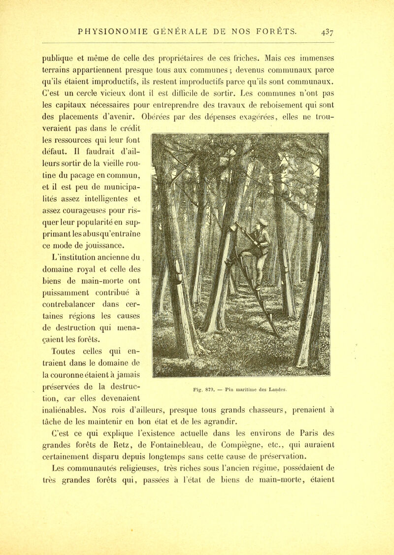 publique et même de celle des propriétaires de ces friches. Mais ces immenses terrains appartiennent presque tous aux communes ; devenus communaux parce qu’ils étaient improductifs, ils restent improductifs parce qu’ils sont communaux. C’est un cercle vicieux dont il est difficile de sortir. Les communes n’ont pas les capitaux nécessaires pour entreprendre des travaux de reboisement qui sont des placements d’avenir. Obérées par des dépenses exagérées, elles ne trou- veraierit pas dans le crédit les ressources qui leur font défaut. Il faudrait d’ail- leurs sortir de la vieille rou- tine du pacage en commun, et il est peu de municipa- lités assez intelligentes et assez courageuses pour ris- quer leur popularité en sup- primant les abusqu’entraîne ce mode de jouissance. L’institution ancienne du domaine royal et celle des biens de main-morte ont puissamment contribué à contrebalancer dans cer- taines régions les causes de destruction qui mena- çaient les forêts. Toutes celles qui en- traient dariïS le domaine de la couronne étaient à jamais préservées de la destruc- tion, car elles devenaient inaliénables. Nos rois d’ailleurs, presque tous grands chasseurs, prenaient à tâche de les maintenir en bon état et de les agrandir. C’est ce qui explique l’existence actuelle dans les environs de Paris des grandes forêts de Retz, de Fontainebleau, de Compiègne. etc., qui auraient certainement disparu depuis longtemps sans cette cause de préservation. Les communautés religieuses, très riches sous l’ancien régime, possédaient de très grandes forêts qui, passées à l’état de biens de main-morte, étaient Fig. 879. — Pin maritime des Landes.