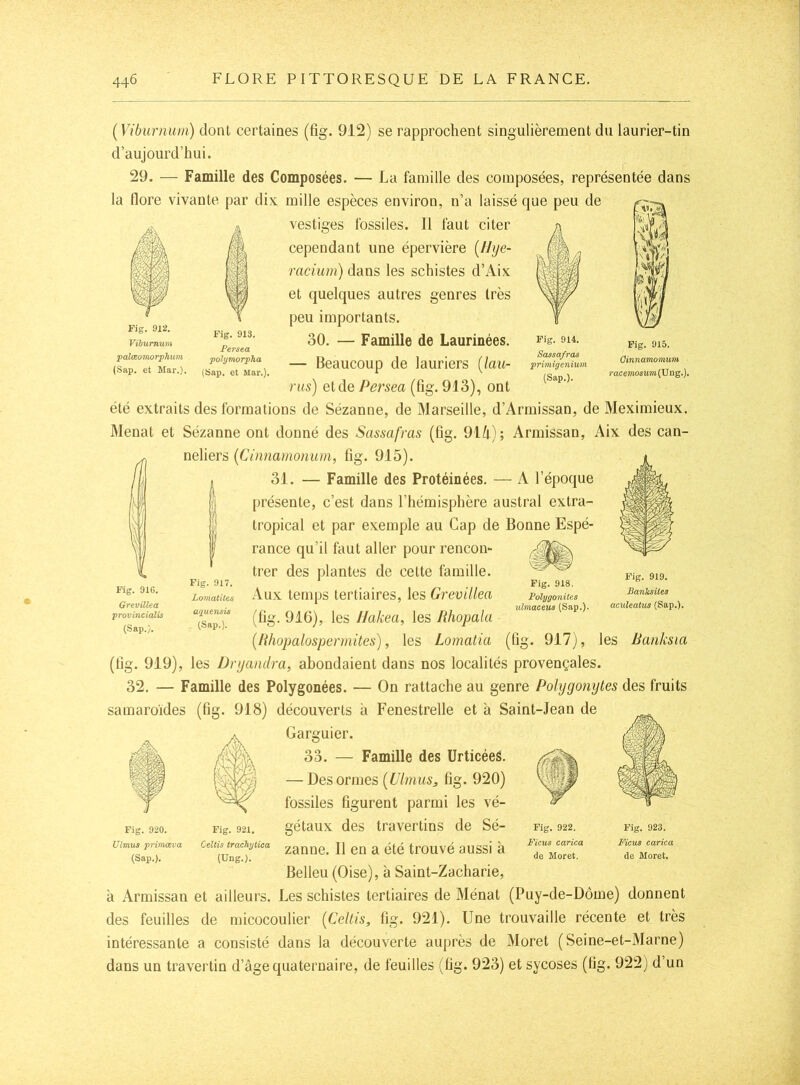 Fig. 912. Viiumuvi palœomorphum (Sap. et Mar.). Fig. 913. Persea polymorpha (Sap. et Mar.). Fig. 914. Sassafras primigenium (Sap.). Fig. 915. Oinnamomum racemosum (U ng.). (Viburnum) dont certaines (fig. 912) se rapprochent singulièrement du laurier-tin d’aujourd’hui. 29. — Famille des Composées. — La famille des composées, représentée dans la flore vivante par dix mille espèces environ, n’a laissé que peu de ^ vestiges fossiles. Il faut citer cependant une épervière {IJye- racium) dans les schistes d’Aix et quelques autres genres très peu importants. 30. — Famille de Laurinées. — Beaucoup de lauriers [lau- rus) et de Persea (fig. 913), ont été extraits des formations de Sézanne, de Marseille, d’Armissan, de Meximieux. Menât et Sézanne ont donné des Sassafras (fig. 91/i); Armissan, Aix des can- neliers {Cinnamonum, fig. 915). 31. — Famille des Protéinées. — A l’époque présente, c’est dans l’hémisphère austral extra- tropical et par exemple au Cap de Bonne Espé- rance qu’il faut aller pour rencon- trer des plantes de cette famille. Aux temps tertiaires, les Grevillea (fig. 916), les llakea, les Jihopala [Rhopalospermites), les Lomatia (fig. 917), les Banksia (fig. 919), les Dnjandra, abondaient dans nos localités provençales. 32. — Famille des Polygonées. — On rattache au genre Pohjgonytes des fruits samaroïdes (fig. 918) découverts a Fenestrelle et à Saint-Jean de Garguier. 33. — Famille des Urticéeâ. — Des ormes [Ulmus, fig. 920) fossiles figurent parmi les vé- gétaux des travertins de Sé- zanne. Il en a été trouvé aussi à Belleu (Oise), à Saint-Zacharie, à Armissan et ailleurs. Les schistes tertiaires de Ménat (Puy-de-Dôme) donnent des feuilles de micocoulier (Cellis, fig. 921). Une trouvaille récente et très intéressante a consisté dans la découverte auprès de Moret (Seine-et-Marne) dans un travertin d’âge quaternaire, de feuilles (fig. 923) et sycoses (fig. 922j d’un Fig. 916. Grevillea •provinciaXis (Sap.;. Fig. 917. LomatUes aquerisis (Sap.). Fig. 918. Polygonites ulmaceus (Sap.). Fig. 919. Banksites aculeatus (Sap.). Fig. 920. Ulmus primœva (Sap.). Fig. 921, Oeltis tracTiylica (Ung.). Fig. 922. Ficus carica de Moret. Fig. 923. Ficus carica de Moret.