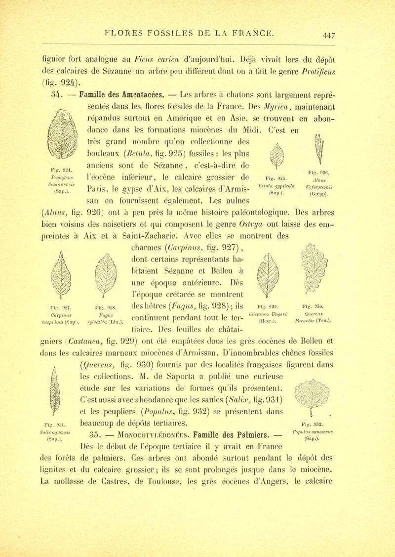 t’ig. 924. Protoficus Sezannensis ^Sap.). [Alnus, fig Fig. 925. Bpttila gypsicoîa (Sap.). Fig. 92G. Ainus Kefersteinn (Gœpp). figuier fort analogue au Ficus carica d’aujourd’hui. Déjà vivait lors du dépôt des calcaires de Sézanne un arbre peu différent dont on a fait le genre Protificus (fig. 924). 2)h- — Famille des Amentacées. — Les arbres à chatons sont largement repré- sentés dans les flores fossiles de la France. Des Mijrica, maintenant répandus surtout en Amérique et en Asie, se trouvent en abon- dance dans les formations miocènes du Midi. C’est en très grand nombre qu’on collectionne des bouleaux [Betula, fig.925) fossiles: les plus anciens sont de Sézanne, c’est-à-dire de l’éocène inférieur, le calcaire grossier de Paris, le gypse d’Aix, les calcaires d’Armis- san en fournissent également. Les aulnes 92G) ont à peu près la même histoire paléontologique. Des arbres bien voisins des noisetiers et qui composent le genre Ostrija ont laissé des em- preintes à Aix et à Saint-Zacharie. Avec elles se montrent des charmes [Carpinus, fig. 927), dont certains représentants ha- bitaient Sézanne et Belleu à une époque antérieure. Dès l’époque crétacée se montrent des hêtres [Fagus, fig. 928) ; ils continuent pendant tout le ter- tiaire. Des feuilles de châtai- gniers (Castanea, fig. 929) ont été empjâtées dans les grès éocènes de Belleu et dans les calcaires marneux miocènes d’Arniissan. D’innombrables chênes fossiles [Quercus, fig. 930) fournis par des localités françaises figurent dans les collections. M. de Saporta a publié une curieuse étude sur les variations de formes qu’ils présentent. C’est aussi avec abondance que les saules [Salix, fig. 931) et les peupliers [Populus, fig. 932) se présentent dans beaucoup de dépôts tertiaires. 35. — Monocotylédonées. Famille des Palmiers. — Dès le début de l’époque tertiaire il y avait en France des forêts de palmiers. Ces arbres ont abondé surtout pendant le dépôt des lignites et du calcaire grossier; ils se sont prolongés jusque clans le miocène. La mollasse de Castres, de Toulouse, les grès éocènes d’Angers, le calcaire Fig. 927. Carpî7ins CKspidata (Sap.) Fig. 928. Fagus sylvatica (Lin.). Fig. 929. Castanea Ungeri (lieer.). Fig. 930. Quercus Farnetto (Ten.]. Fig. 931. Salix aquensis Fig. 932. Populus canescens