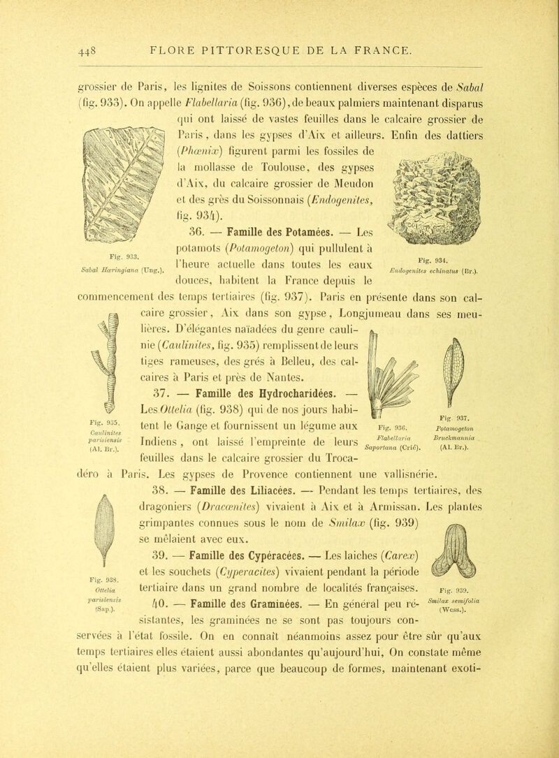 grossier de Paris, les lignites de Soissons contiennent diverses espèces de Sabal (fig. 933). On appelle Flabellaria (fig. 936),de beaux palmiers maintenant disparus qui ont laissé de vastes feuilles dans le calcaire grossier de Paris, dans les gypses d’Aix et ailleurs. Enfin des dattiers {Phœnix) figurent parmi les fossiles de la mollasse de Toulouse, des gypses d’Aix, du calcaire grossier de Meudon et des grès du Soissonnais (Endogenites, fig. 93i). 36. — Famille des Potamées. — Les potaraots {Potamogeton) qui pullulent à riieure actuelle dans toutes les eaux douces, habitent la France depuis le commencement des temps tertiaires (fig. 937). Paris en présente dans son cal- caire grossier, Aix dans son gypse, Longjumeau dans ses meu- lières. D’élégantes naïadées du genre cauli- nie [Caulinites, fig. 935) remplissent de leurs tiges rameuses, des grés à Belleu, des cal- caires à Paris et près de Nantes. 37. — Famille des Hydrocharidées. — Les Ottelia (fig. 938) qui de nos jours habi- tent le Gange et fournissent un légume aux Indiens , ont laissé l’empreinte de leurs Fig. 933. Salai Sœringiana (TTng.). Fig. 934. Endogenites ecMnatus (Br.). feuilles dans le calcaire grossier du ïroca- Fig. 93G. Flabellaria Saportana (Cri<5). Fig. 937. Fotamogeton Bruckmannia (Al. Br.). déro à Paris. Les gypses de Provence contiennent une vallisnérie. 38. — Famille des Liliacées. — Pendant les temps tertiaires, des dragoniers [Dracœnites] vivaient à Aix et à Armissan. Les plantes grimpantes connues sous le nom de Smilax (fig. 939) se mêlaient avec eux. 39. — Famille des Cypéracées. — Les laiches [Carex) et les souchets (Cgperacites) vivaient pendant la période tertiaire dans un grand nombre de localités françaises. /lO. — Famille des Graminées. — En général peu ré- sistantes, les graminées ne se sont pas toujours con- servées à l’état fossile. On en connaît néanmoins assez pour être sûr qu’aux temps tertiaires elles étaient aussi abondantes qu’aujourd’hui, On constate même qu’elles étaient plus variées, parce que beaucoup de formes, maintenant exoti- Fig. 938. Ottelia parisîensis (Sap.). Fig. 939. Smilax semifolia (Wess,).