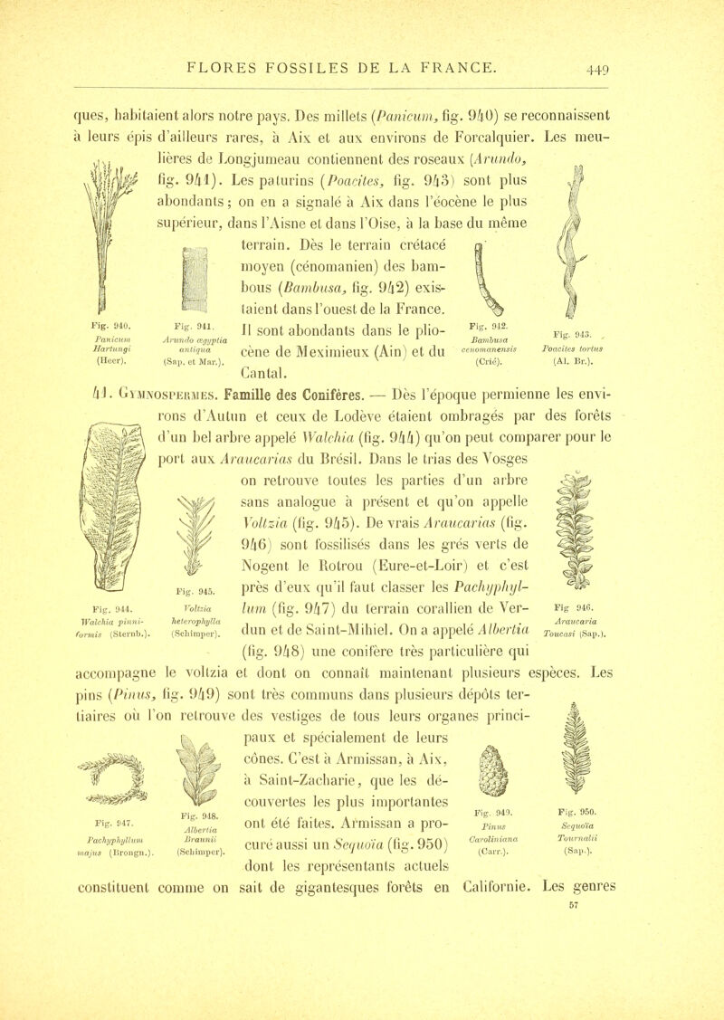 Fig. Ü40. Panicuia Hartungi (Heer). Fig. 941. AruruJo œgyjotia anliqua iSap. et Mar.). Fig. 943. ^ Poacites tortus (Al. Br.). fjues, habitaient alors notre pays. Des millets {Panicum, fig. 9ù0) se reconnaissent à leurs épis d’ailleurs rares, à Aix et aux environs de Forcalquier. Les meu- lières de Longjumeau contiennent des roseaux (Arundo, fig. 9/|J). Les paturins [Poacites, fig. 9[\o) sont plus abondants ; on en a signalé à Aix dans Téocène le plus supérieur, dans l’Aisne et dans l’Oise, à la base du même terrain. Dès le terrain crétacé moyen (cénomanien) des bam- bous [Bamhusa, fig. 9^2) exis- taient dans l’ouest de la France. 11 sont abondants dans le plio- cène de Meximieux (Ain) et du Cantal. /jJ. Cy.uNOsi'EiuiEs. Famille des Conifères. — Dès l’époque permienne les envi- rons d’Autun et ceux de Lodève étaient ombragés par des forêts d’un bel arbre appelé Walchia (fig. 9kh) qu’on peut comparer pour le port aux Araucarias du Brésil. Dans le trias des Vosges on retrouve toutes les parties d’un arbre sans analogue à présent et qu’on appelle VoUzia (fig. 9li5). De vrais Araucarias (fig. 9/|6) sont fossilisés dans les grés verts de Nogent le Rotrou (Eure-et-Loir) et c’est près d’eux qu’il faut classer les Pachijphyl- hm (fig. 9/|7) du terrain corallien de Ver- dun et de Saint-Mihiel. On a appelé A (fig. 9/|8) une conifère très particulière qui accompagne le voltzia et dont on connaît maintenant plusieurs espèces. Les pins [Pinus, fig. 9/|9) sont très communs dans plusieurs dépôts ter- tiaires où l’on retrouve des vestiges de tous leurs organes princi- paux et spécialement de leurs cônes. C’est à Armissaii, à i\ix, à Saint-Zacharie, que les dé- couvertes les plus importantes ont été faites. Afmissan a pro- curé aussi un Séquoia (fig. 950) dont les représentants actuels constituent comme on sait de gigantesques forêts en Californie. Fig. 944. Walchia pinni- foTinis (Sternb.). Fig. 945. Voltzia heterophylîa (Scliiraper). Fig 946. Araucaria Toucasi (Sap.). Fig. 947. Pachypliyllum majus (Jirongn.) Fig. 948. Alhertia Braunii (Sclnniper). Fig. 950. Séquoia Tournalii (Sap.). Les genres 57