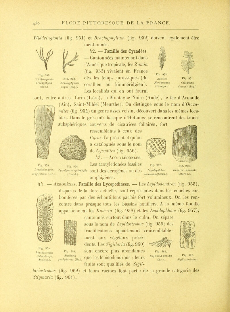 Widdn'ngtonia (fig. 951) et Brachyphyllum mentionnés. (fig. 952) doivent également être Fig. 951. Widdringtonia brachyphylla (Sap.). Fig. 952. Brachyphyllum nepos (Sap.). /i2. — Famille des Cycadées. — Cantonnées maintenant dans l’Amérique tropicale, les Zamia (fig. 953) vivaient en France dès les temps jurassiques (du corallien au kimméridgien ). Fig. 953. ZamiUs Moreauanus (Brongn.). Fig. 951. Otozamitcs decones (Sax).). Les localilés qui en ont fourni sont, entre autres, Cirin (Isère), la IMontagne-Noire (Aude), le lac d’Armaille (Ain), Saint-Mihiel (Meurtlie). On distingue sous le nom à'Oloza- miles (fig. 954) un genre assez voisin, découvert dans les mêmes loca- lités. Dans le grès infraliasique d’Hettange se rencontrent des troncs subspliériques couverts de cicatrices foliaires, fort ressemblants à ceux des Cgcas d’à présent et qu’on a catalogués sous le nom de Cycadites (fig. 956). 43. — Acotylédovées. Les acotylédonées fossiles Gycadytes megnlophyUa gont deS aCl’OgèneS OU dOS (Buckl.). Fig. 955. Lepidodendron longi/olium (Br.), Fig. 95G. Fig. 957. LcpidopMoïos laricinum (Stern. ), Fig. 958. Knorria iml/ricata (Stornb.). ampbigènes. 4'|. — Acrogènes. Famille des Lycopodinées. — Lqs Lepidodendron (fig. 955), disparus de la flore actuelle, sont représentés dans les couches car- bonifères par des échantillons parfois fort volumineux. On les ren- contre dans presque tous les bassins bouillers. A la même famille appartiennent les Knorria (fig. 958) et les Lepidophldios (fig. 957), cantonnés surtout dans le culm. On sépare sous le nom de Lepidostrobus (fig. 959; des fructifications appartenant vraisemblable- ment aux végétaux précé- dents. Les Sicjillaria (fig. 96ü) sont encore plus abondantes que les lépidodendrons ; leurs fruits sont qualifiés de Siyil- lariostrobus (fig. 962) et leurs racines font partie de la grande catégorie des Stigniaria (fig. 961). Fig. 959. Lepidostrobus Goldenhergii (Schloth.). Fig. 960. Sigillaria pachyderma (Br.). Fig. 961. Stigmaria Jicoides (Br.). Fig. 9G2. Sigillariosirobus,