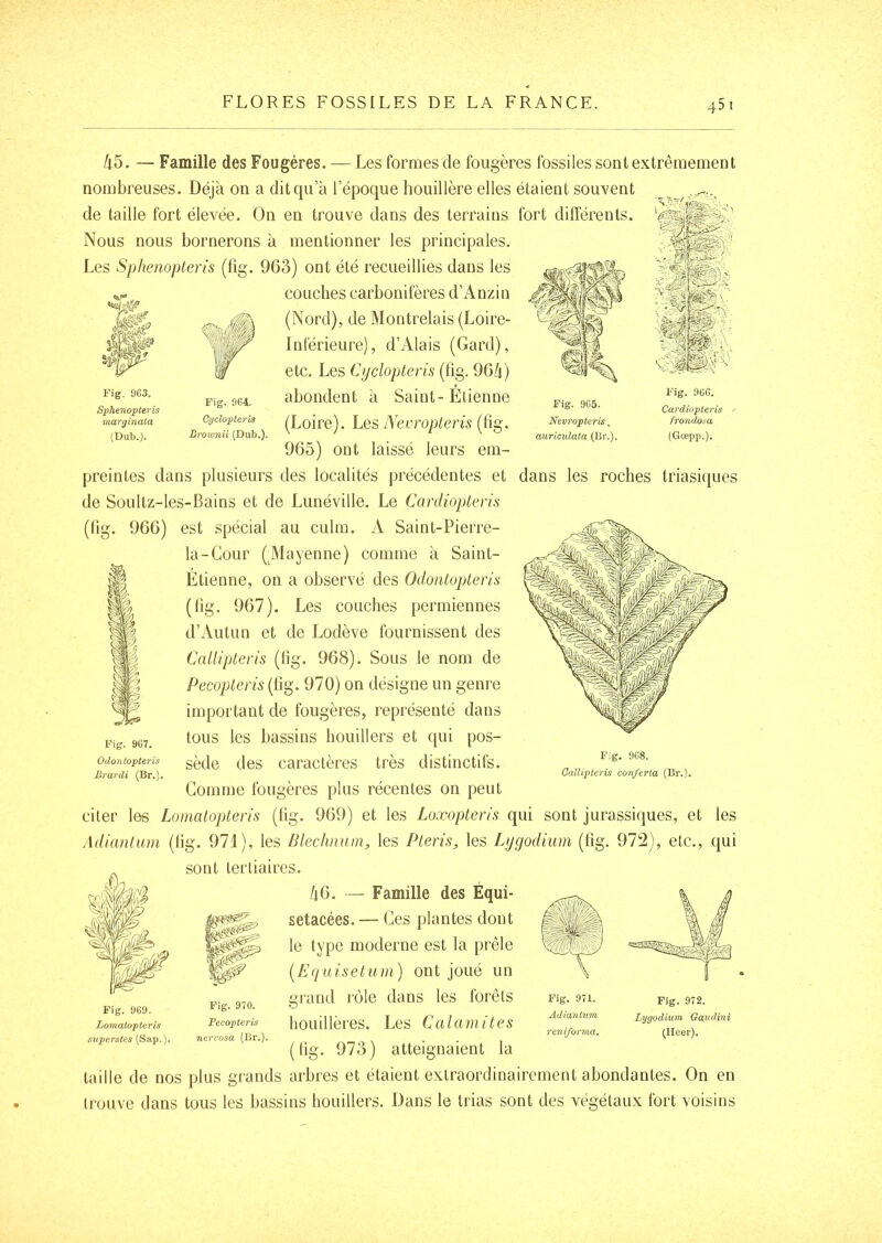 45. —Famille des Fougères. — Les formes de fougères fossiles sont extrêmement nombreuses. Déjà on a dit qu’à l’époque houillère elles étaient souvent de taille fort élevée. On en trouve dans des terrains fort différents. Nous nous bornerons à mentionner les principales. Les Sphenopteris (fig. 9G3) ont été recueillies dans les couches carbonifères d’Anzin (Nord), de Montrelais (Loire- Inférieure), d’Alais (Gard), etc. Les Cijclopteris (fig. 96/i) abondent à Saint-Étienne Fig. 9G3. Sphenopteris marginata (Dub,). Fig. 9G4. Gyclopieris Brownîi (Dub.). (Loire). Les Nevropteris (li Fig. 9G5. Nevropteris, auriculata (Br.). Fig. 9GG. Cardîopteris frondo^a (Gœpp.). 9G5) ont laissé leurs em- preintes dans plusieurs des localités précédentes et dans les roches triasiques de Soultz-les-Bains et de Lunéville. Le Cardiopteris (lîg. 9GG) est spécial au culm. A Saint-Pierre- la-Gour (IMayenne) comme à Saint- ^ Étienne, on a observé des Odontopteris (lig. 9G7). Les couches permiennes d’Autun et de Lodève fournissent des Callipteris (fig. 9G8). Sous le nom de Pecopleris (fig. 970) on désigne un genre important de fougères, représenté dans tous les bassins bouillers et qui pos- sède des caractères très distinctifs. Gomme fougères plus récentes on peut citer les Lomatopten's (fig. 9G9) et les Loxopteris qui sont jurassiques, et les Adianluin (fig. 971), les Blechnum, les Pleris, les Lijgodium (fig. 972), etc., qui sont tertiaires. /(G. — Famille des Équi- setacées. — Ges plantes dont le type moderne est la prêle ( E q U is e t U m ) on t j oué u n grand rôle dans les forêts houillères. Les Calamites (fig. 973) atteignaient la taille de nos plus grands arbres et étaient extraordinairement abondantes. On en tinuve dans tous les bassins bouillers. Dans le trias sont des végétaux fort voisins Fig. 9Ü7. Odoniopteris Brardi (Br.). Fig. 9G8. Gallipicvîs conferta (Br.). Fig. 969. Lomatopterîs siipcrstes (Sap. ). Fig. 970. Pecopteris nervosa (Br.). reniforma. (Heer).