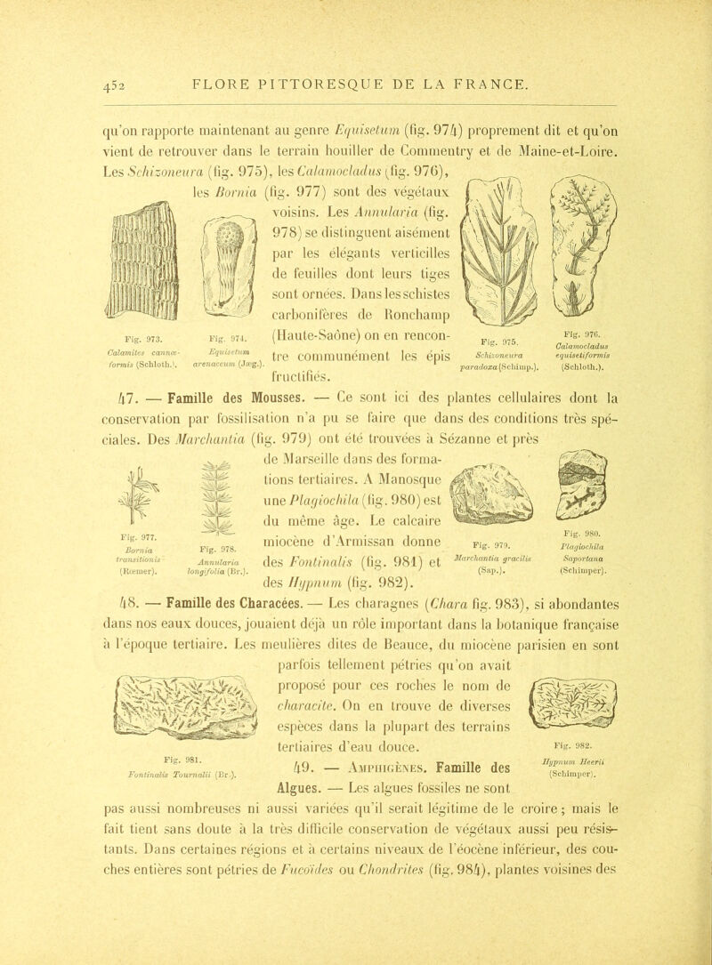qu’on rapporte maintenant au genre E(iuisetum (fig. 97/i) proprement dit et qu’on vient Je retrouver dans le terrain houiller de Gommentry et de Maine-et-Loire. Les Schizoneura (lig. 975), \es Calamocladus [iig. 976), les Bornia (lig. 977) sont des végétaux voisins. Les Anmilaria (lig. 978) se distinguent aisément par les élégants verlicilles de feuilles dont leurs tiges sont ornées. Dans les schistes carbonifères de Uoncliamp (Haute-Saône) on en rencon- tre communément les épis fructilîés. lil. — Famille des Mousses. — Ce sont ici des plantes cellulaires dont la conservation par fossilisation n’a pu se faire que dans des conditions très spé- ciales. Des Marchanlia (lig. 979) ont été trouvées à Sézanne et près de Marseille dans des forma- tions tertiaires. A Manosque une Placjioclnla (lig. 980) est Fig. 973. Calamites cannœ- formis (Schlotli.L Fig. 971. Equisetnm arenaceum (Jæg.). Fig. 975. Schizoneura paradoxa (Scliimp.). Fig. 97C, Càlamocladus equisetiformîs (Schloth.). du même âge. Le calcaire Fig. 978. Annularia longifolia (Br.). Fig. 979. Marcliantia gracilis (Sap.). Fig. 980. TlaqiocMla S>aportana (Sclümper). miocène d’Armissan donne des Fonlinalis (lig. 981) et des //ypnurn (fig. 982). /|8. — Famille des Characées. — Les charagnes [C/iara fig. 983), si abondantes dans nos eaux douces, jouaient déjà un rôle important dans la botanique française à l’époque tertiaire. Les meulières dites de Beauce, du miocène parisien en sont parfois tellement pétries (pi’on avait proposé pour ces roches le nom de characite. On en trouve de diverses espèces dans la plupart des terrains tertiaires d’eau douce. /i9. — A.MciiiGÈNEs. Famille des Algues. — Les algues fossiles ne sont pas aussi nombreuses ni aussi variées qu’il serait légitime de le croire; mais le fait tient sans doute à la très difficile conservation de végétaux aussi peu résis- tants. Dans certaines régions et à certains niveaux de l’éocène inférieur, des cou- ches entières sont pétries de fiicohles ou Chondrites (fig. 98A), plantes voisines des Fig. 981. Fonlinalis Toumalii (Br-). Fig. 982. Bypnum Heerii (Scliiraper).
