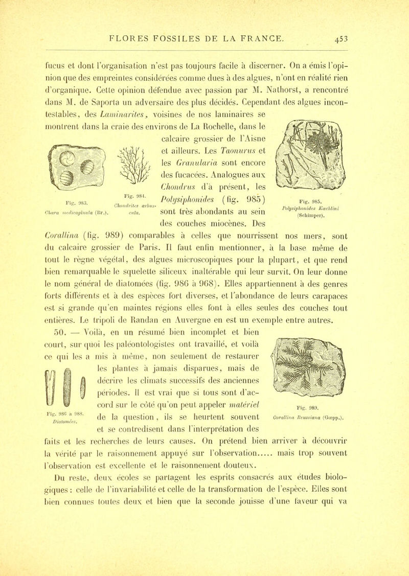 Fig. 983. Char a mcdicagîniüa (Kr. ). Fig. 984. Chondrites arhns‘ cula. Fig. 985. Polysiphonides Kœcldini (Schimper). fucus et dont l’organisation n’est pas toujours facile à discerner. On a émis l’opi- nion que des empreintes considérées comme dues à des algues, n’ont en réalité rien d’organique. Cette opinion défendue avec passion par M. Nathorst, a rencontré dans M. de Saporta un adversaire des plus décidés. Cependant des algues incon- testables, des Laminarites„ voisines de nos laminaires se montrent dans la craie des environs de La Rochelle, darts le calcaire grossier de l’Aisne et ailleurs. Les Taonurus et les Granularia sont encore des fucacées. xAnalogues aux Chondrus d’à présent, les Polysiphonides ( llg. 985 ) sont très abondants au sein des couches miocènes. Des Comllina (llg. 989) comparables à celles que nourrissent nos mers, sont du calcaire grossier de Paris. Il faut enfin mentionner, à la base même de tout le règne végétal, des algues microscopiques pour la plupart, et que rend bien remarquable le squelette siliceux inaltérable qui leur survit. On leur donne le nom général de diatomées (fig. 986 à 968). Elles appartiennent h des genres forts dilLérents et à des espèces fort diverses, et Labondance de leurs carapaces est si grande qu’en maintes régions elles font à elles seules des couches tout entières. Le tripoli de Randan en Auvergne en est un exemple entre autres. 50. — Voilà, en un résumé bien incomplet et bien court, sur (pioi les |)aléontologistes ont travaillé, et voilà ce (|ui les a mis à même, non seulement de restaurer les plantes à jamais disparues, mais de décrire les climats successifs des anciennes périodes. 11 est vrai que si tous sont d’ac- coi'd sur le côté C|u’on peut appeler matériel de la (juestion, ils se heurtent souvent et se contredisent dans l’interprétation des faits et les recherches de leurs causes. On prétend bien arriver à découvrir la vérité par le raisonnement appuyé sur l’observation mais trop souvent l’observation est excellente et le raisonnement douteux. Du reste, deux éeoles se partagent les esprits consacrés aux études biolo- giques : celle de l’invariabilité et celle de la transformation de l’espèce. Elles sont bien connues toutes deux et bien que la seconde jouisse d’une faveur qui va Fig. 986 à 988. Diatoriites. Fig. 989. Gorallina Beussiana (Gœpp.).